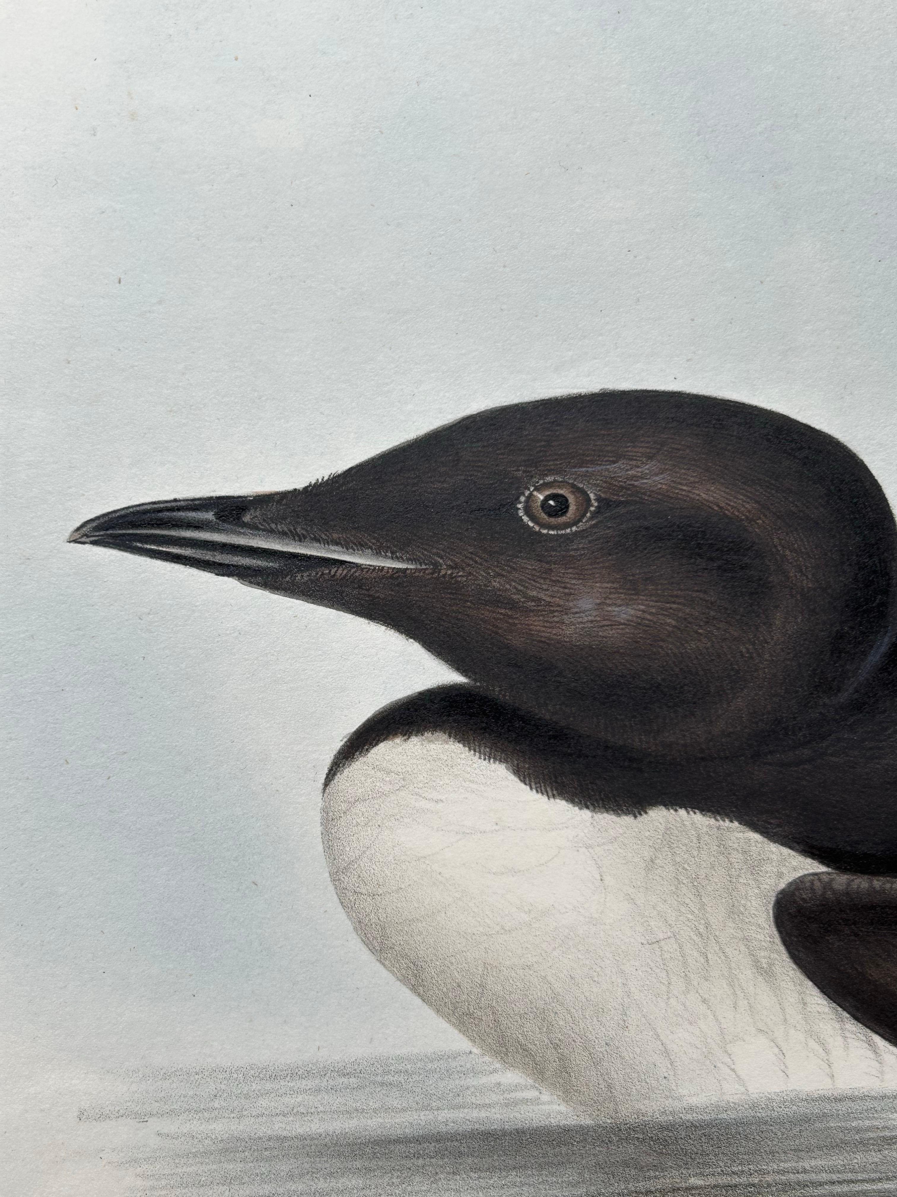 Brunnich’s Guillemot – Antique Bird Lithograph by John Gould, c.1832 For Sale 1