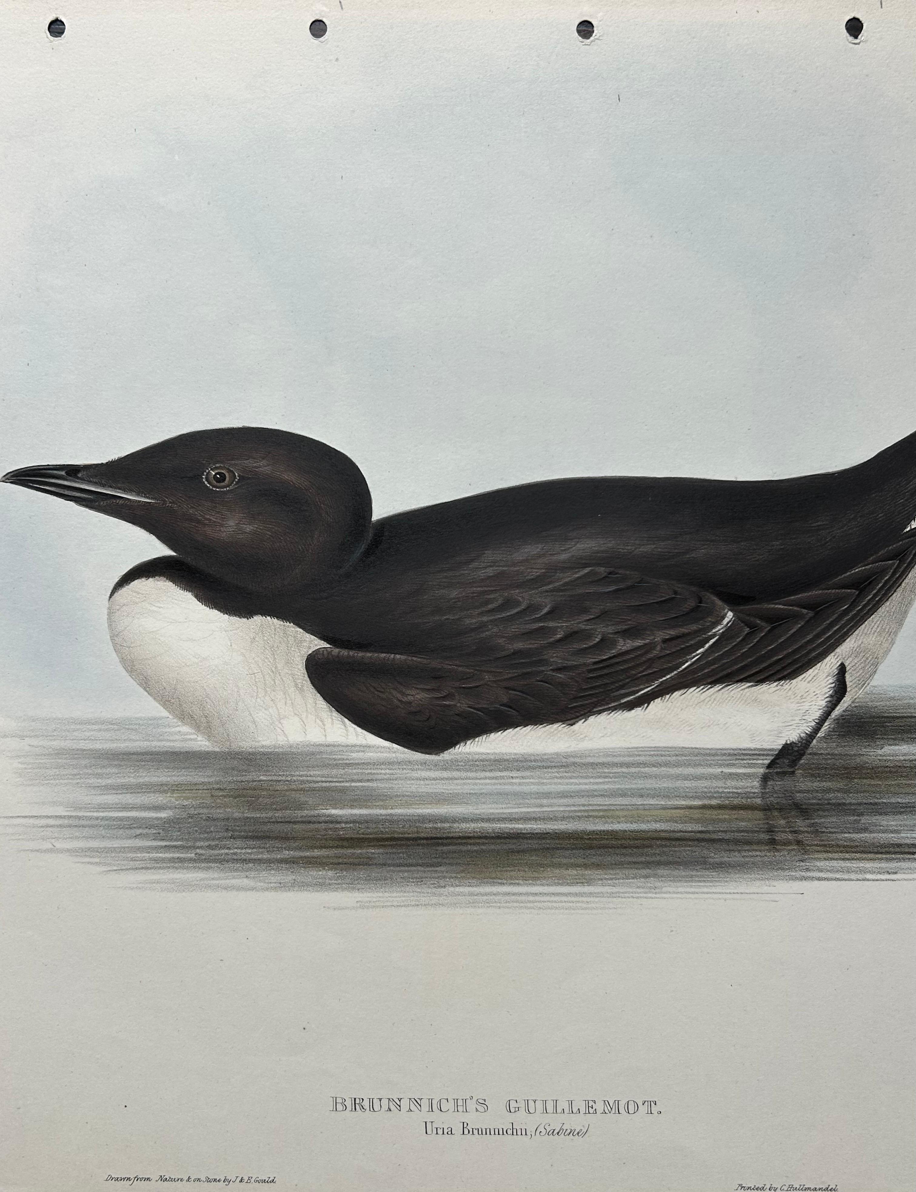 Brunnich’s Guillemot – Antique Bird Lithograph by John Gould, c.1832 For Sale 2