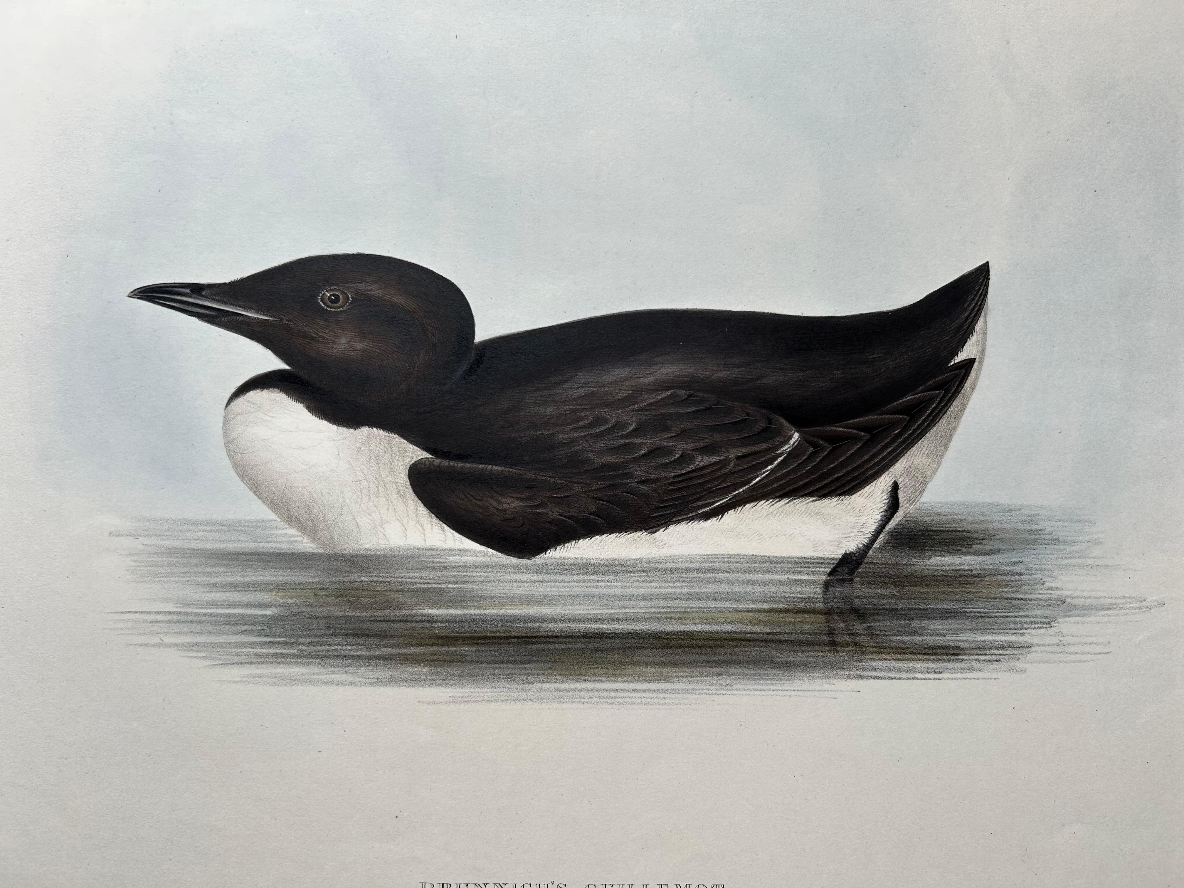 Brunnich’s Guillemot – Antique Bird Lithograph by John Gould, c.1832

This refined antique lithograph showcases Brunnich’s Guillemot (Uria lomvia), also known as the thick-billed murre, captured mid-swim in its Arctic and sub-Arctic habitat. The