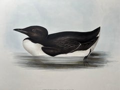 Brunnich’s Guillemot – Antique Bird Lithograph by John Gould, c.1832