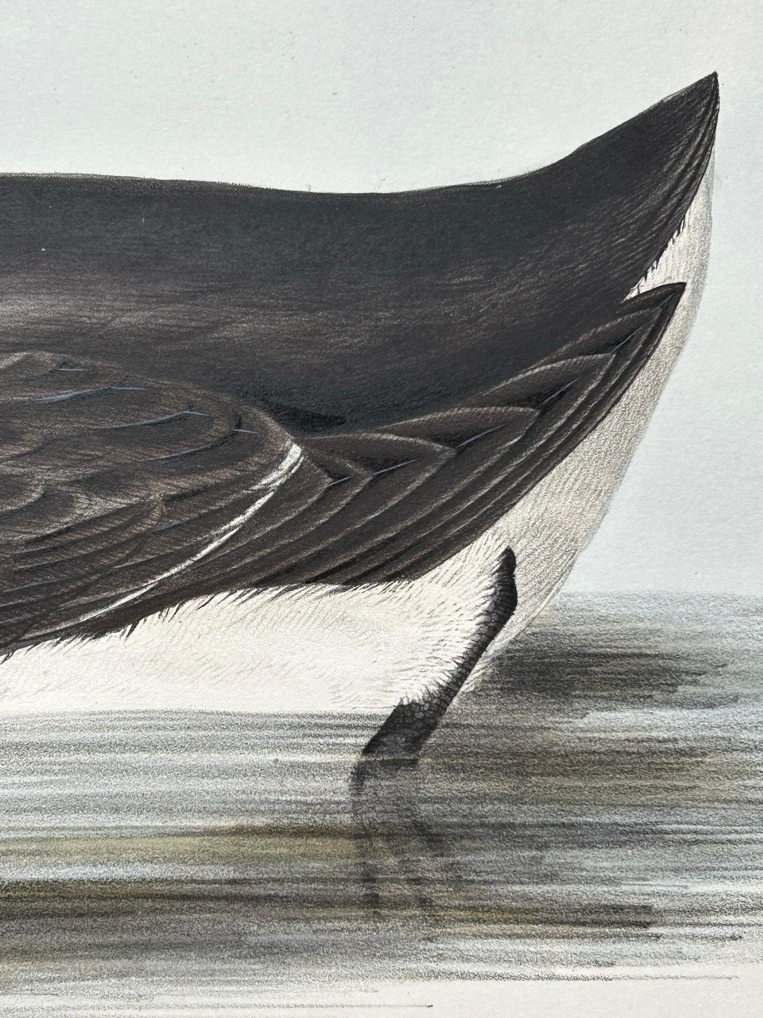 Brunnich’s Guillemot – Antique Bird Lithograph by John Gould, c.1832 For Sale 4