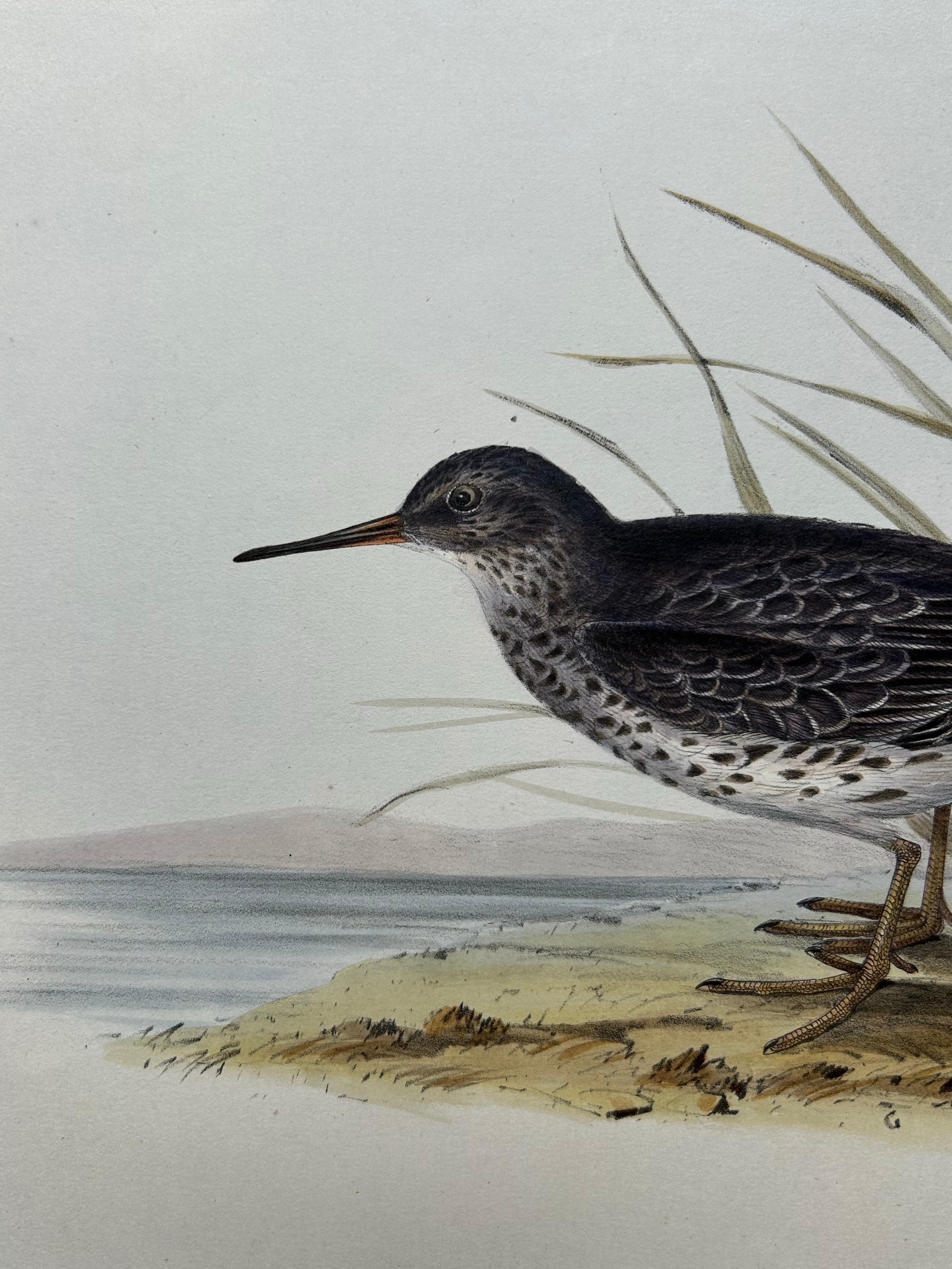 Impression ancienne d'oiseau du corbeille à sable violet par Gould, 1832 en vente 4