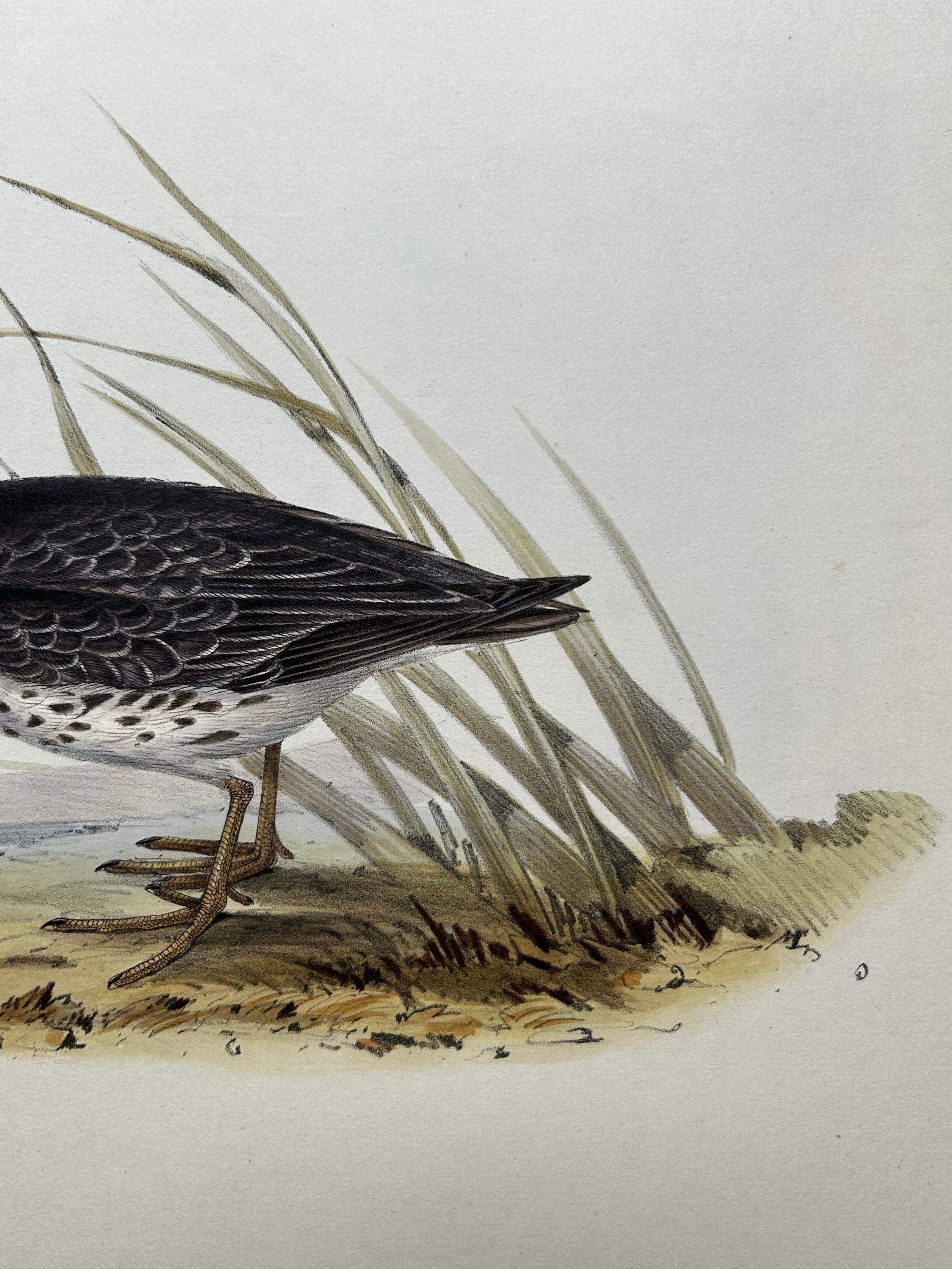 XIXe siècle Impression ancienne d'oiseau du corbeille à sable violet par Gould, 1832 en vente