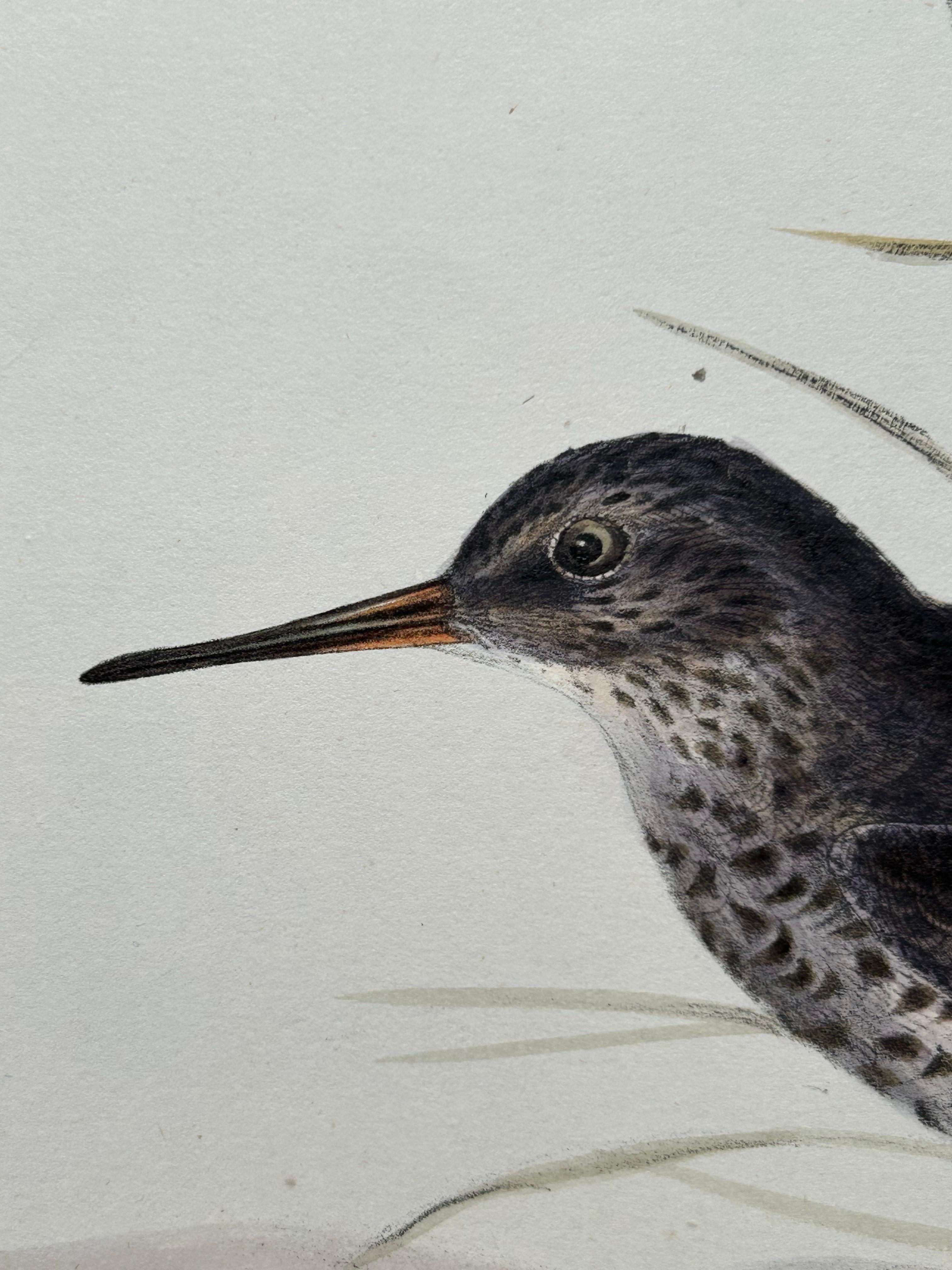 Papier Impression ancienne d'oiseau du corbeille à sable violet par Gould, 1832 en vente