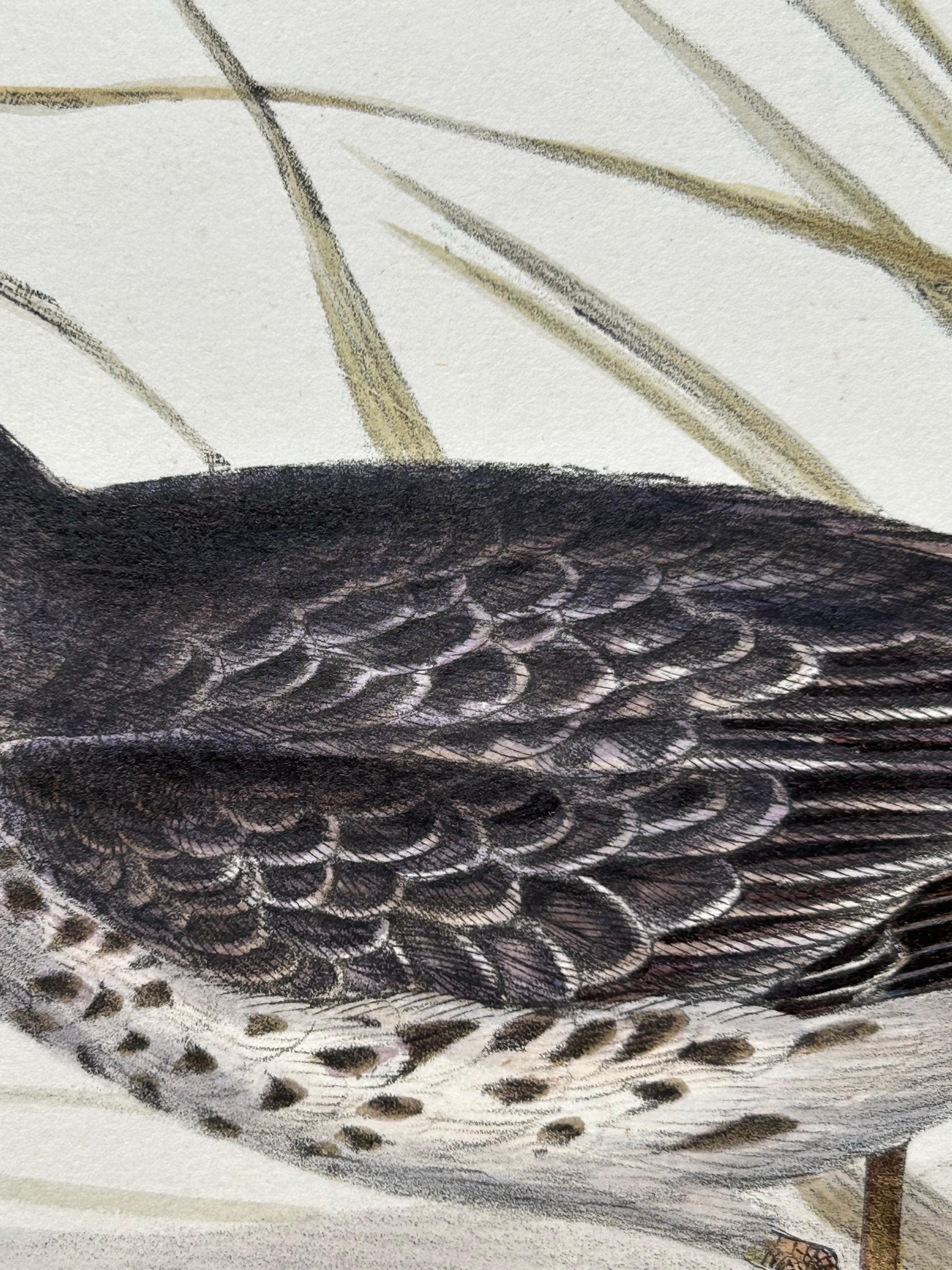 Impression ancienne d'oiseau du corbeille à sable violet par Gould, 1832 en vente 2
