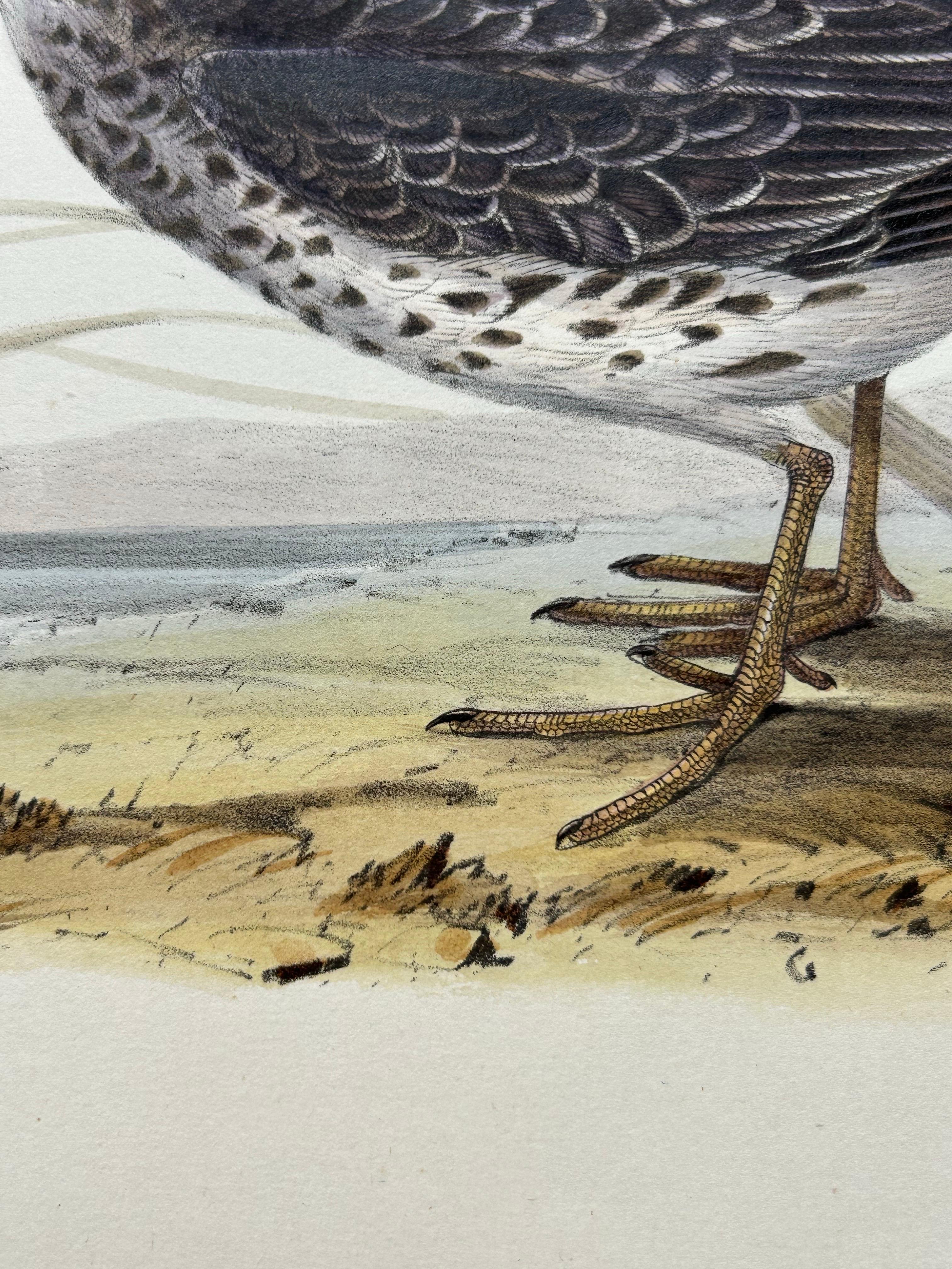 Impression ancienne d'oiseau du corbeille à sable violet par Gould, 1832 en vente 1