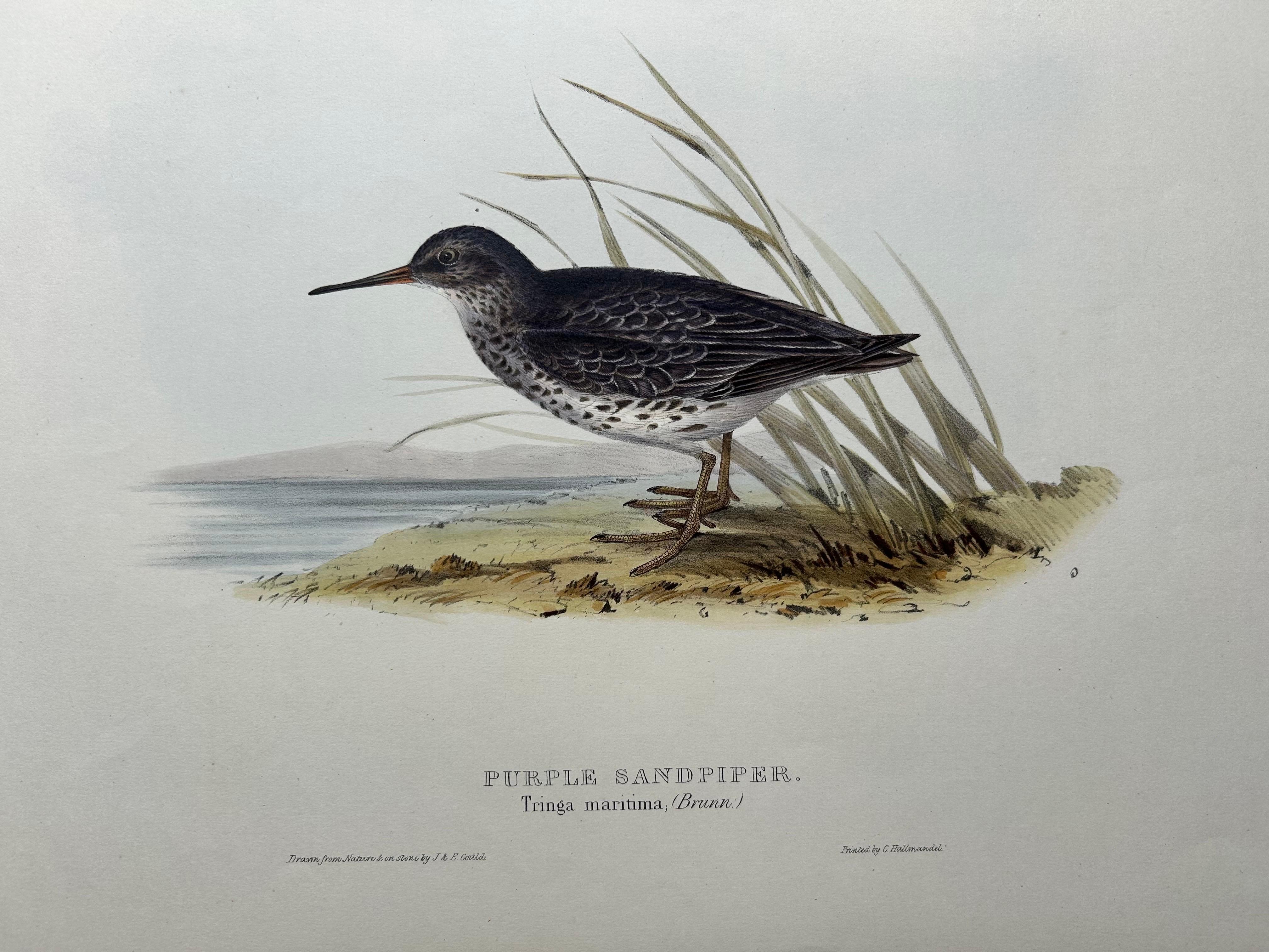 Anglais Impression ancienne d'oiseau du corbeille à sable violet par Gould, 1832 en vente