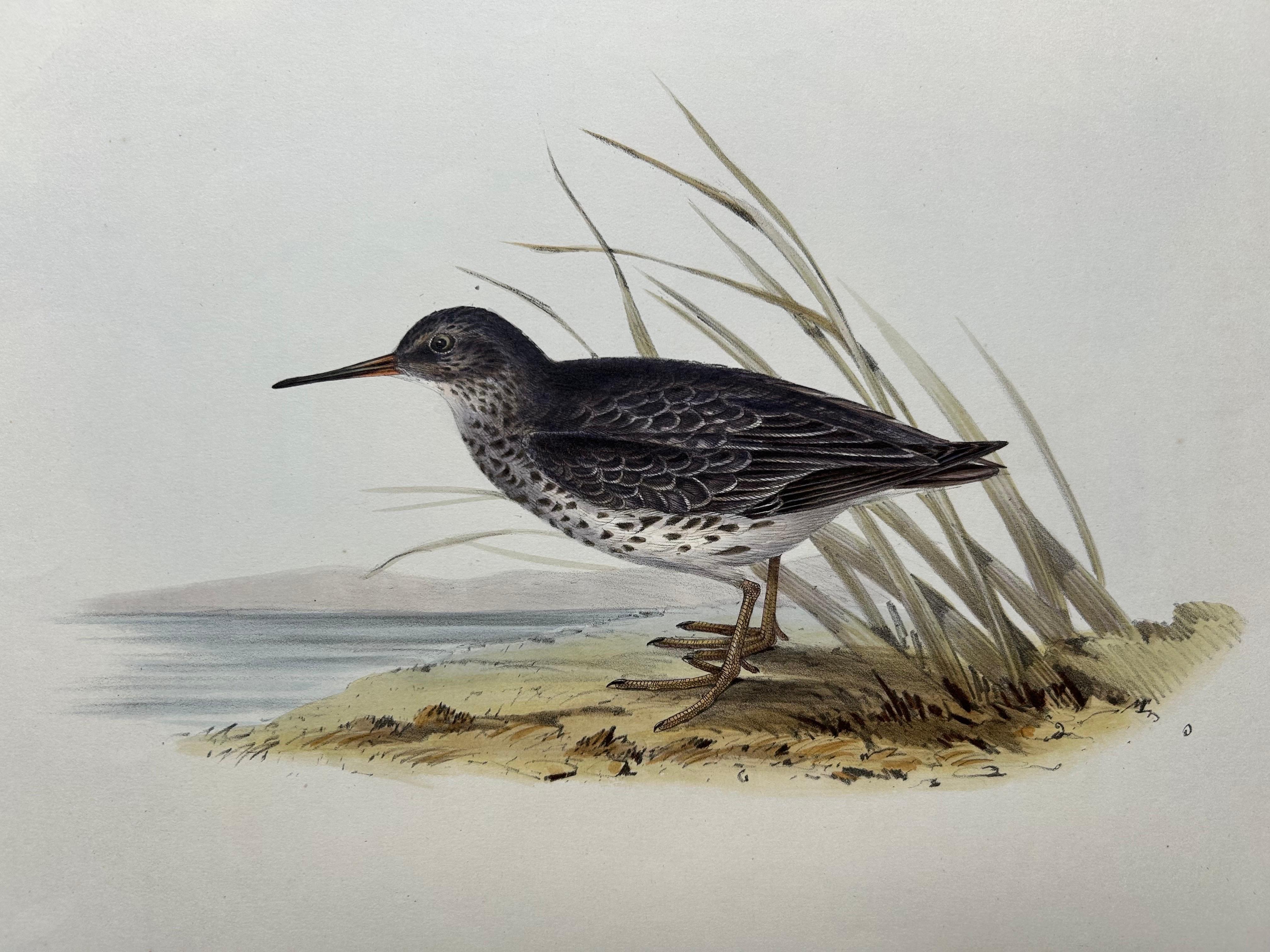 Impression ancienne d'oiseau du corbeille à sable violet par Gould, 1832 Bon état - En vente à Langweer, NL