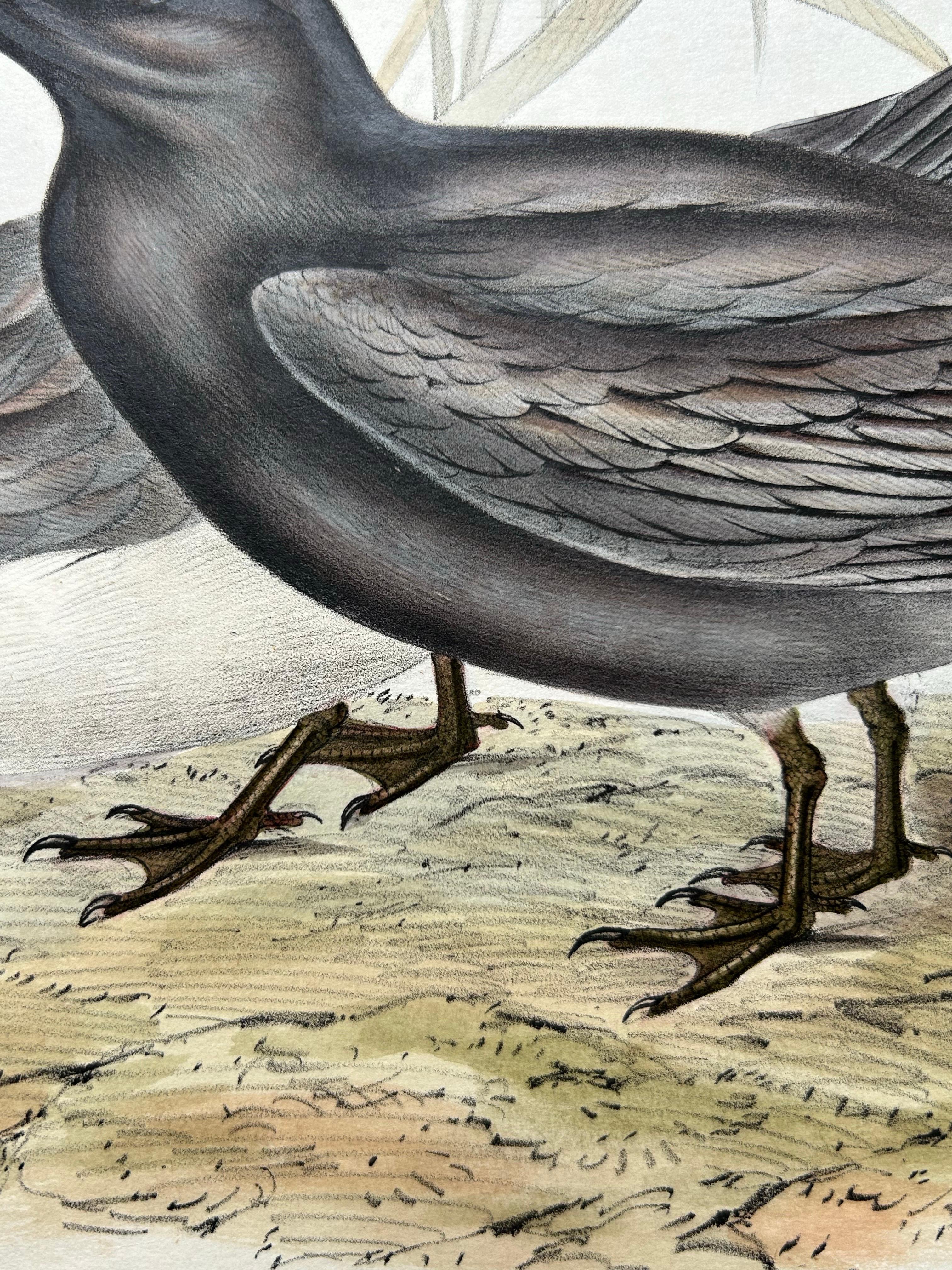 English Black Tern – Antique Bird Lithograph by John Gould, c.1832 For Sale