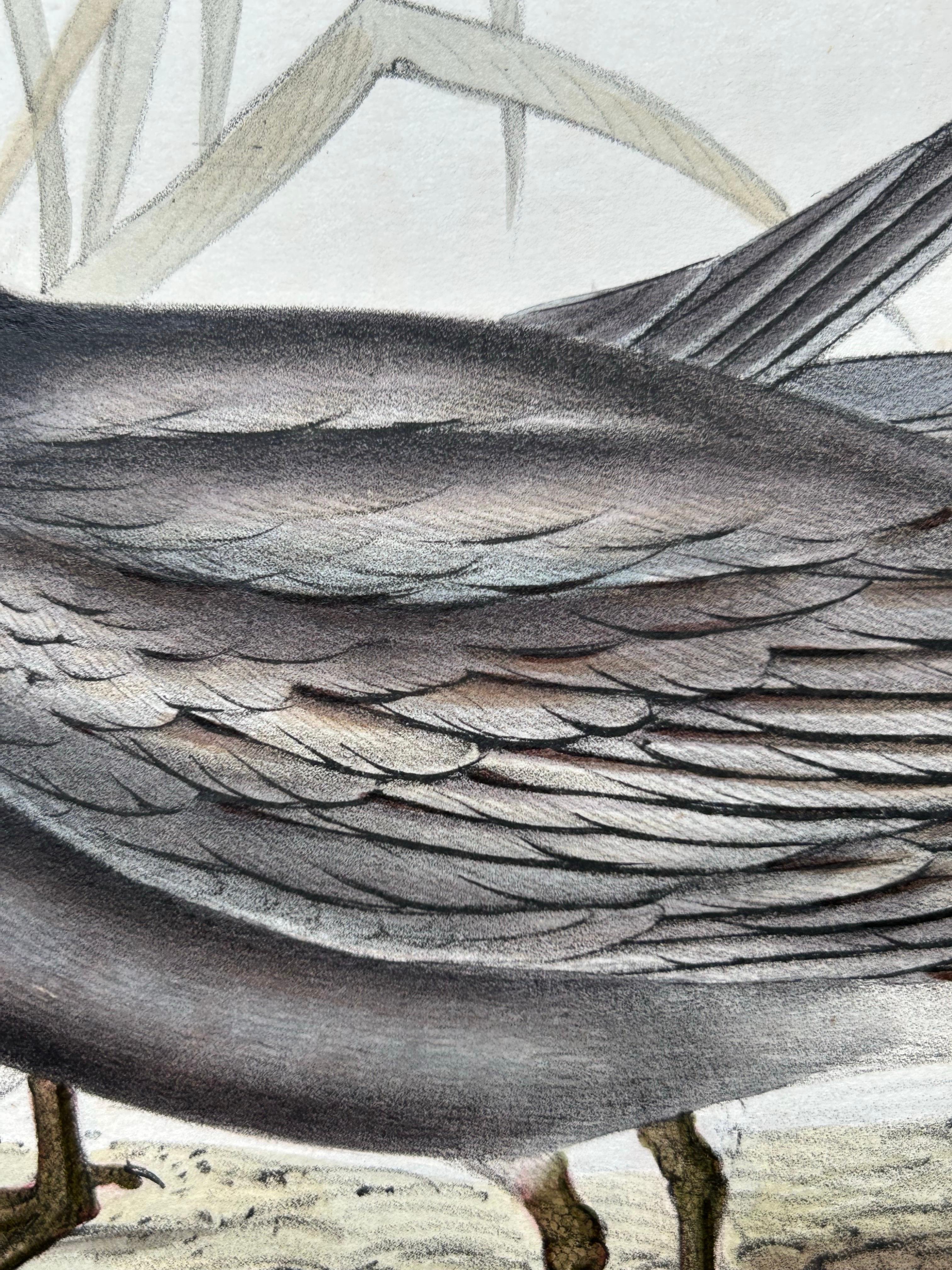 Black Tern – Antique Bird Lithograph by John Gould, c.1832 In Good Condition For Sale In Langweer, NL