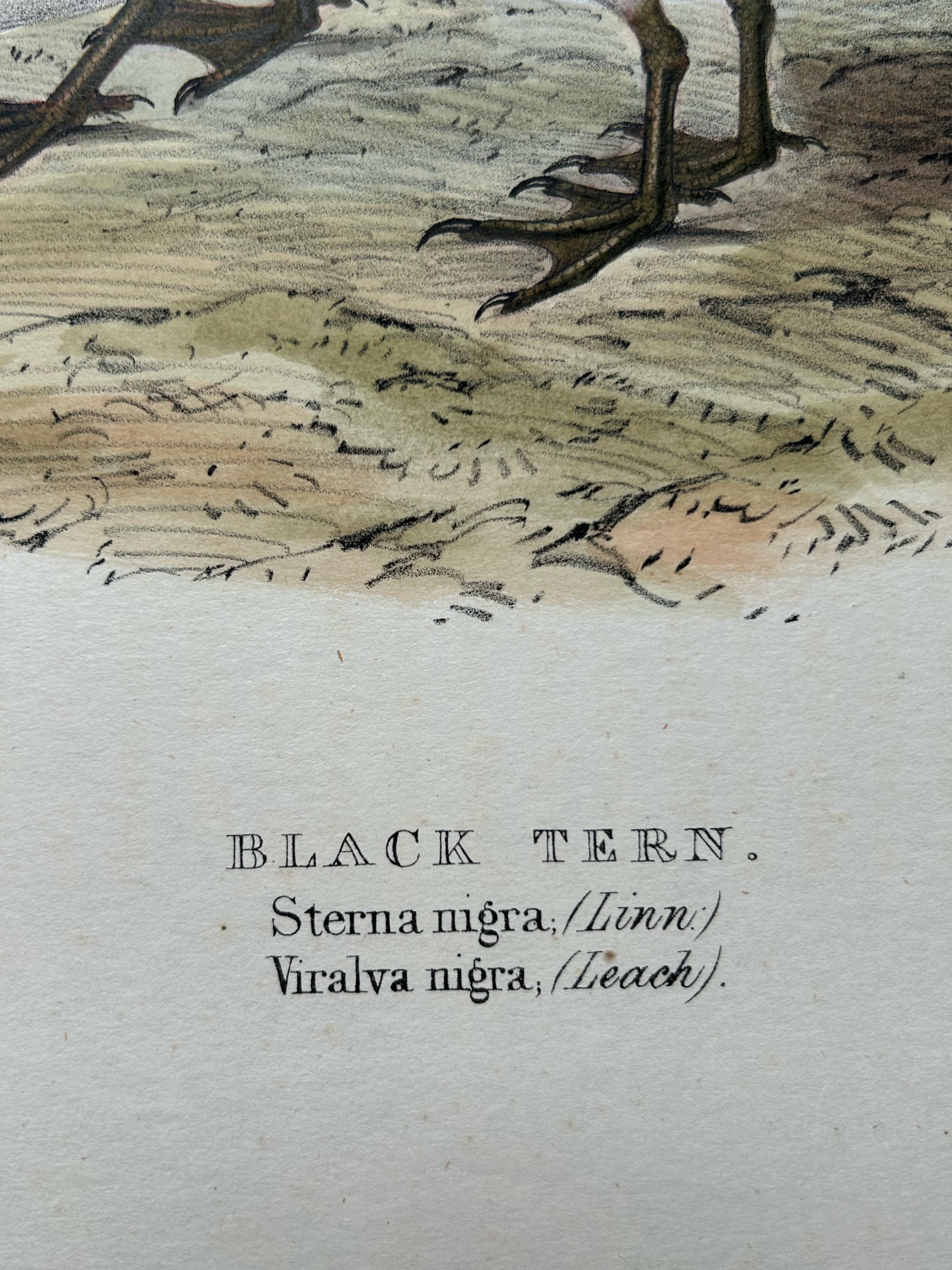 19th Century Black Tern – Antique Bird Lithograph by John Gould, c.1832 For Sale