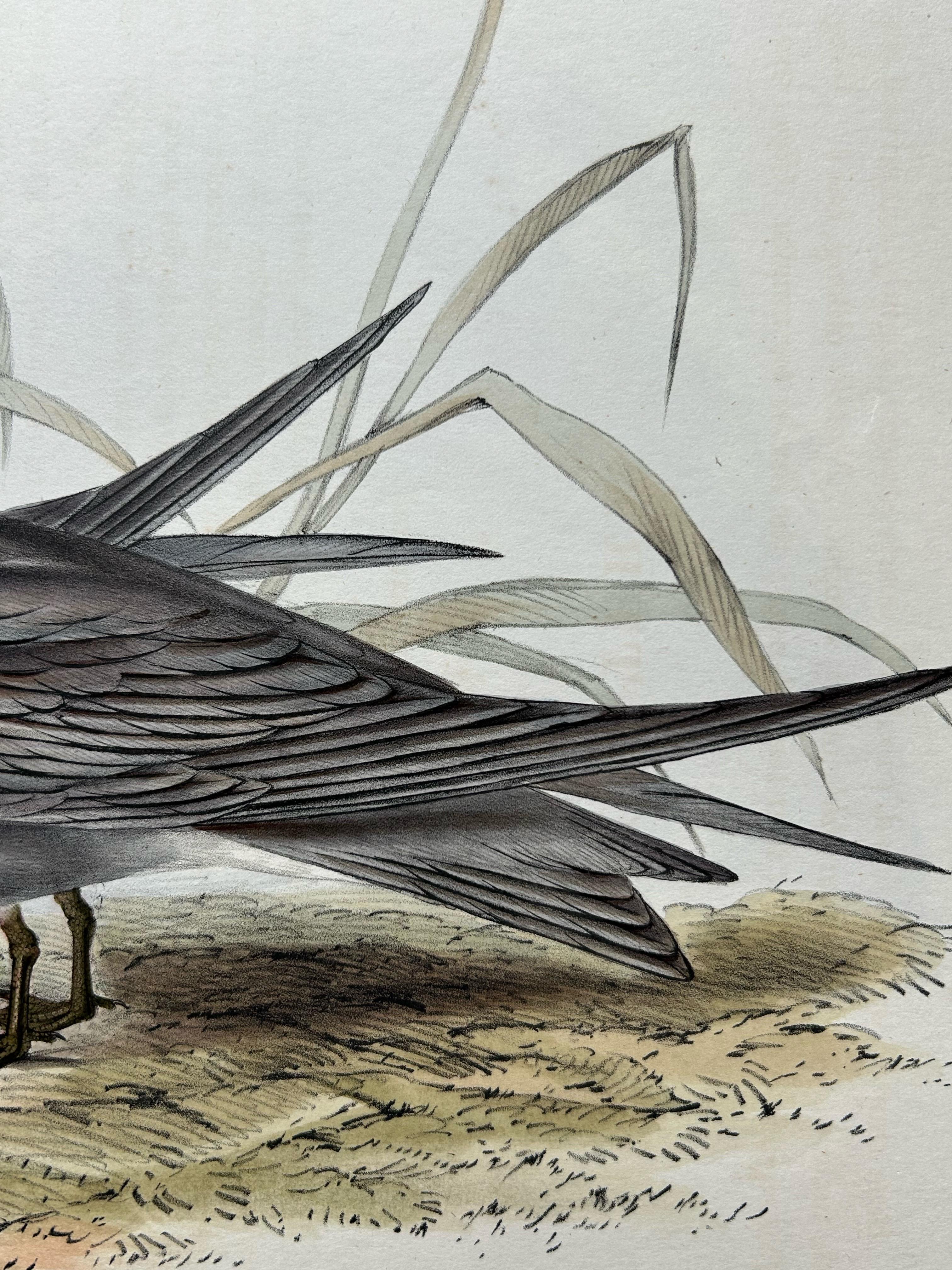 Paper Black Tern – Antique Bird Lithograph by John Gould, c.1832 For Sale