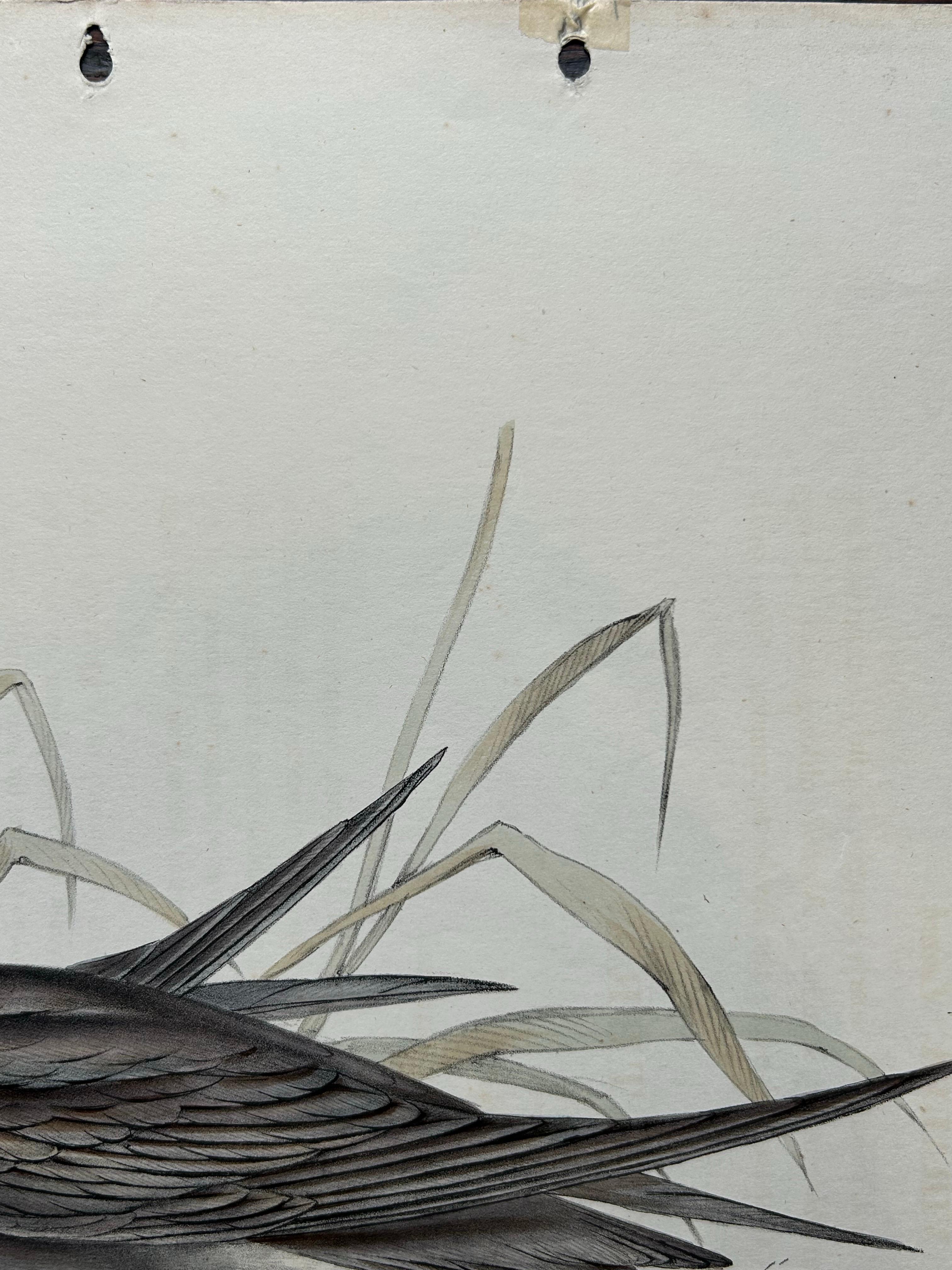 Black Tern – Antique Bird Lithograph by John Gould, c.1832 For Sale 1