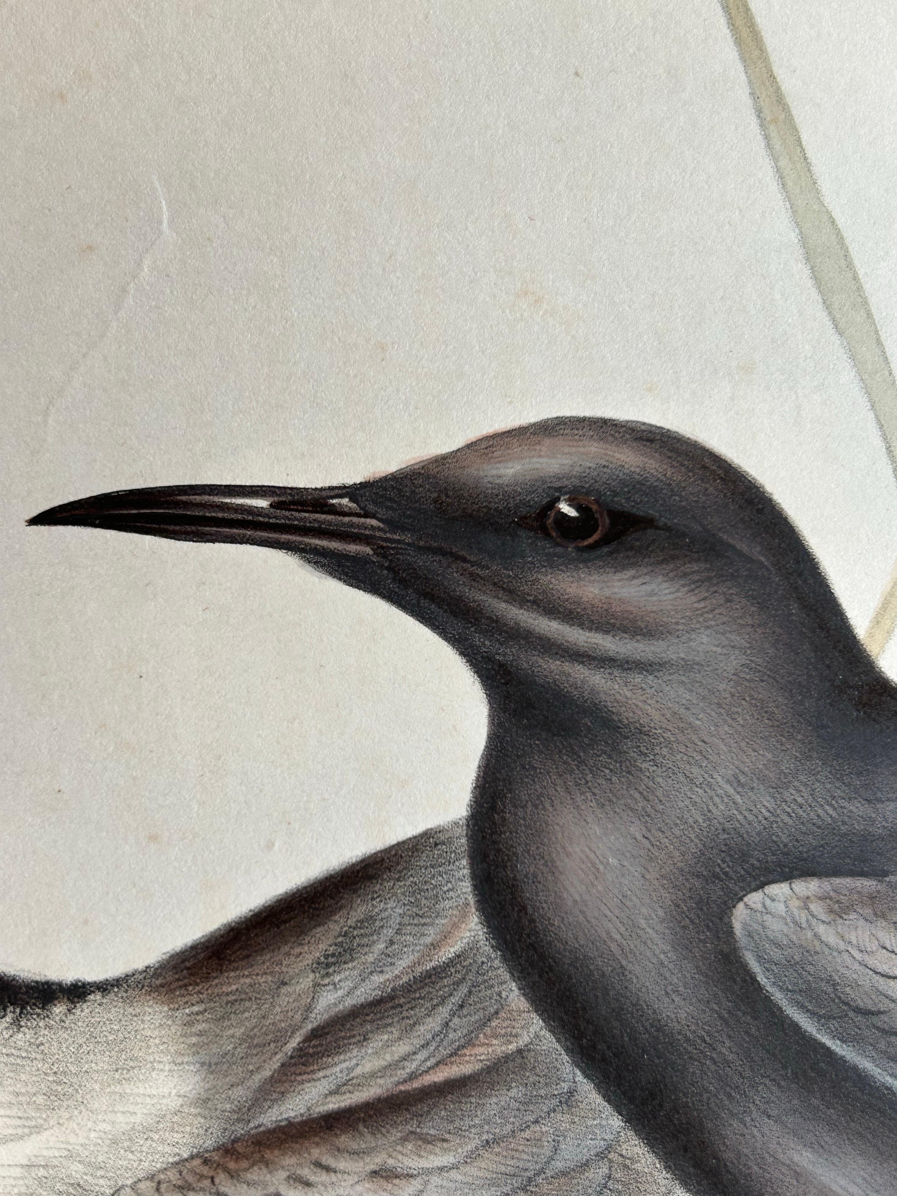 Black Tern – Antique Bird Lithograph by John Gould, c.1832 For Sale 3
