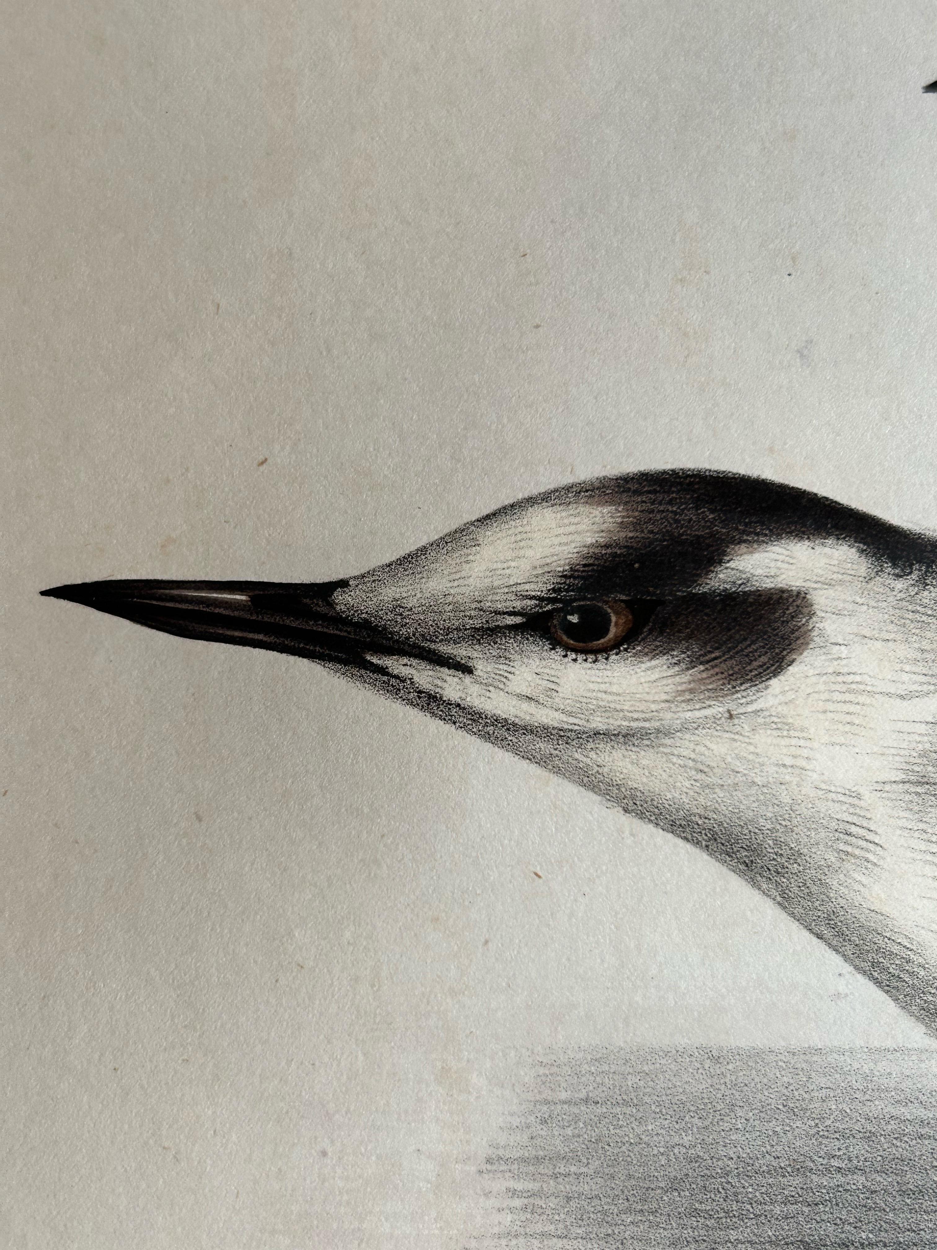 Black Tern – Antique Bird Lithograph by John Gould, c.1832

This elegant antique lithograph features the Black Tern (Sterna nigra), a graceful marshland bird illustrated in full breeding plumage alongside its lighter winter form. Created by the