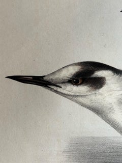 Black Tern – Antique Bird Lithograph by John Gould, c.1832