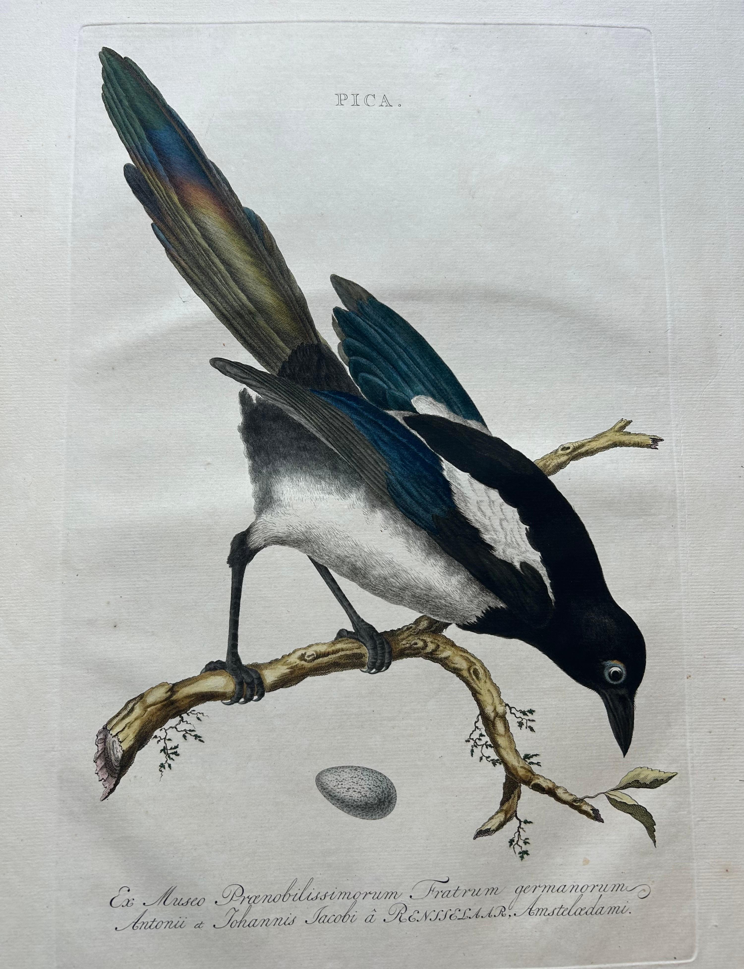 18th Century Magpie (Pica) – Antique Ornithological Print with Dutch Text, Nozeman, 1770–1829 For Sale