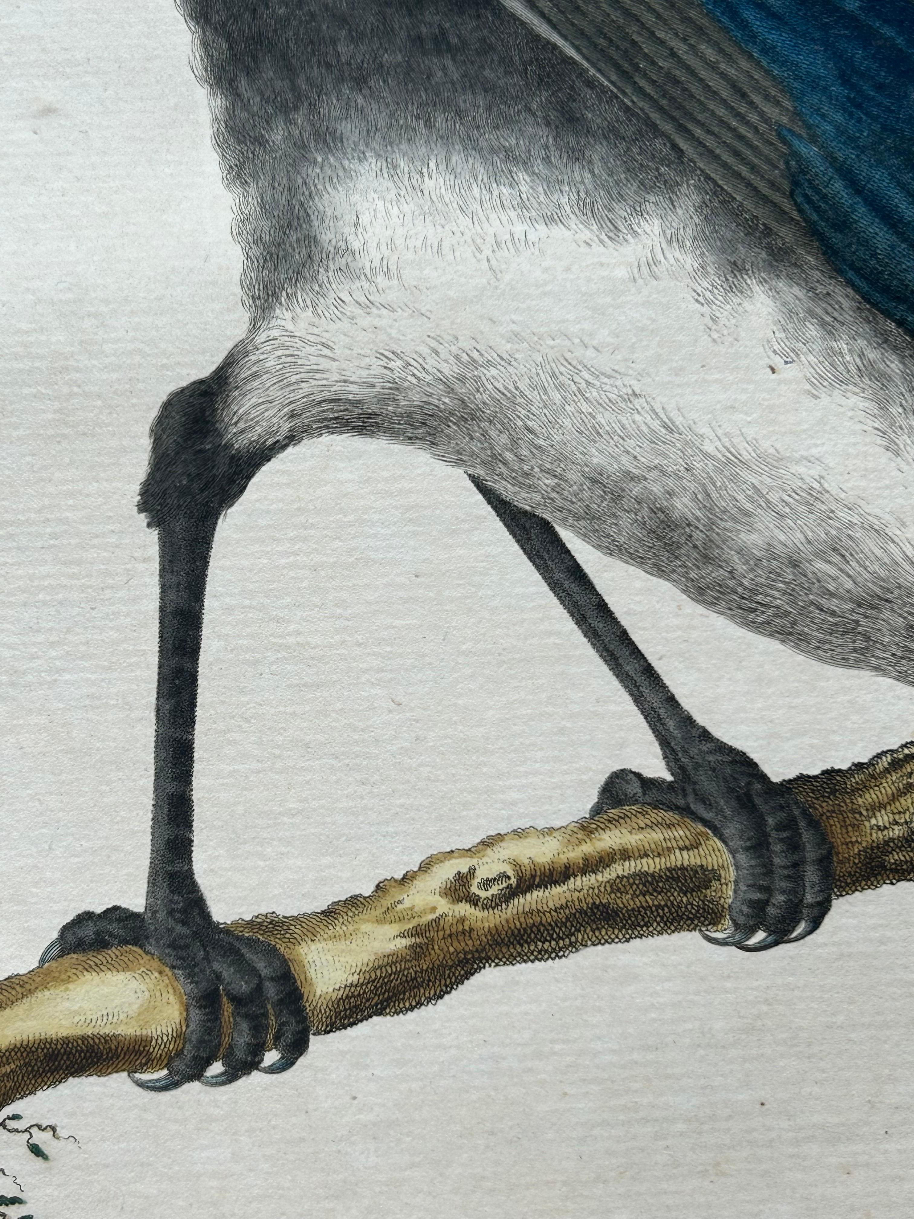 Paper Magpie (Pica) – Antique Ornithological Print with Dutch Text, Nozeman, 1770–1829 For Sale