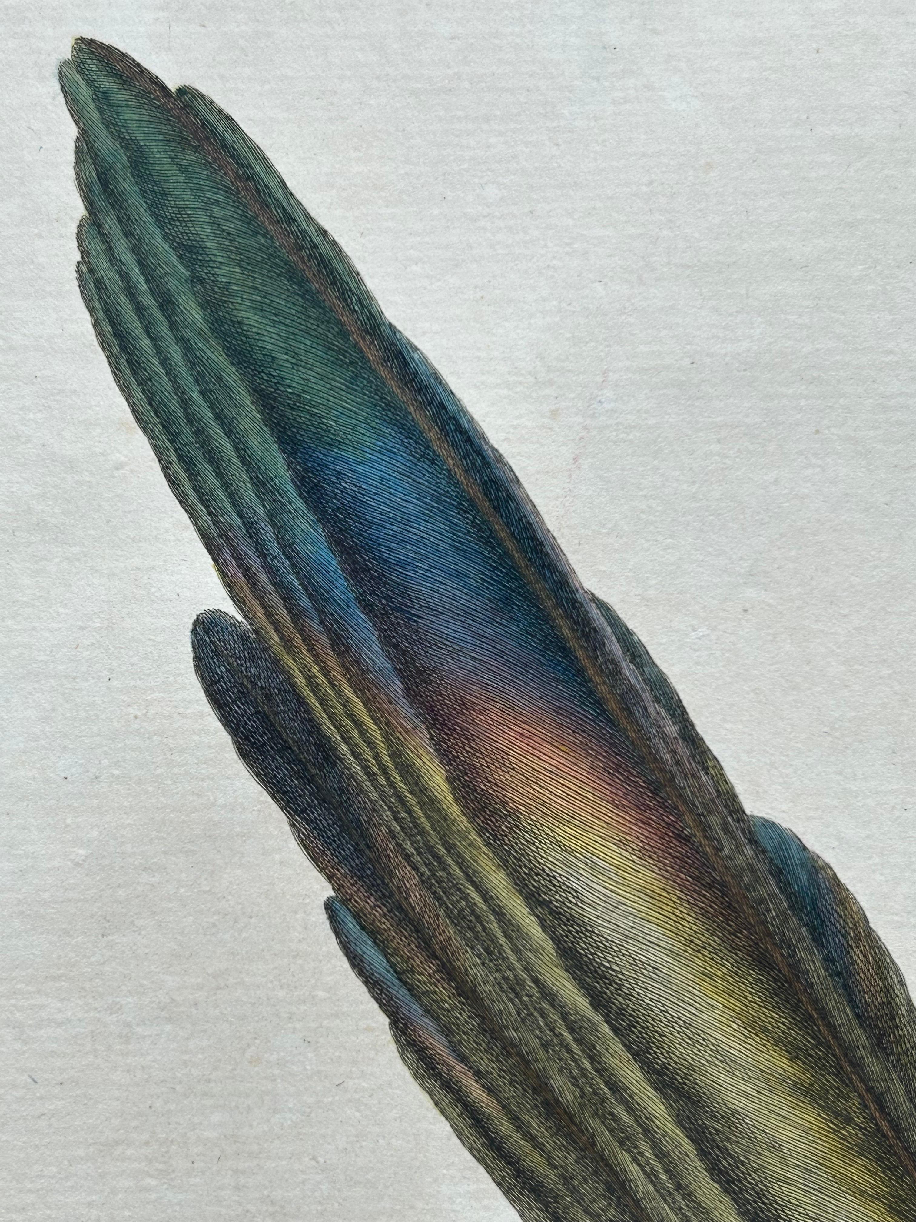 Magpie (Pica) – Antique Ornithological Print with Dutch Text, Nozeman, 1770–1829 For Sale 1