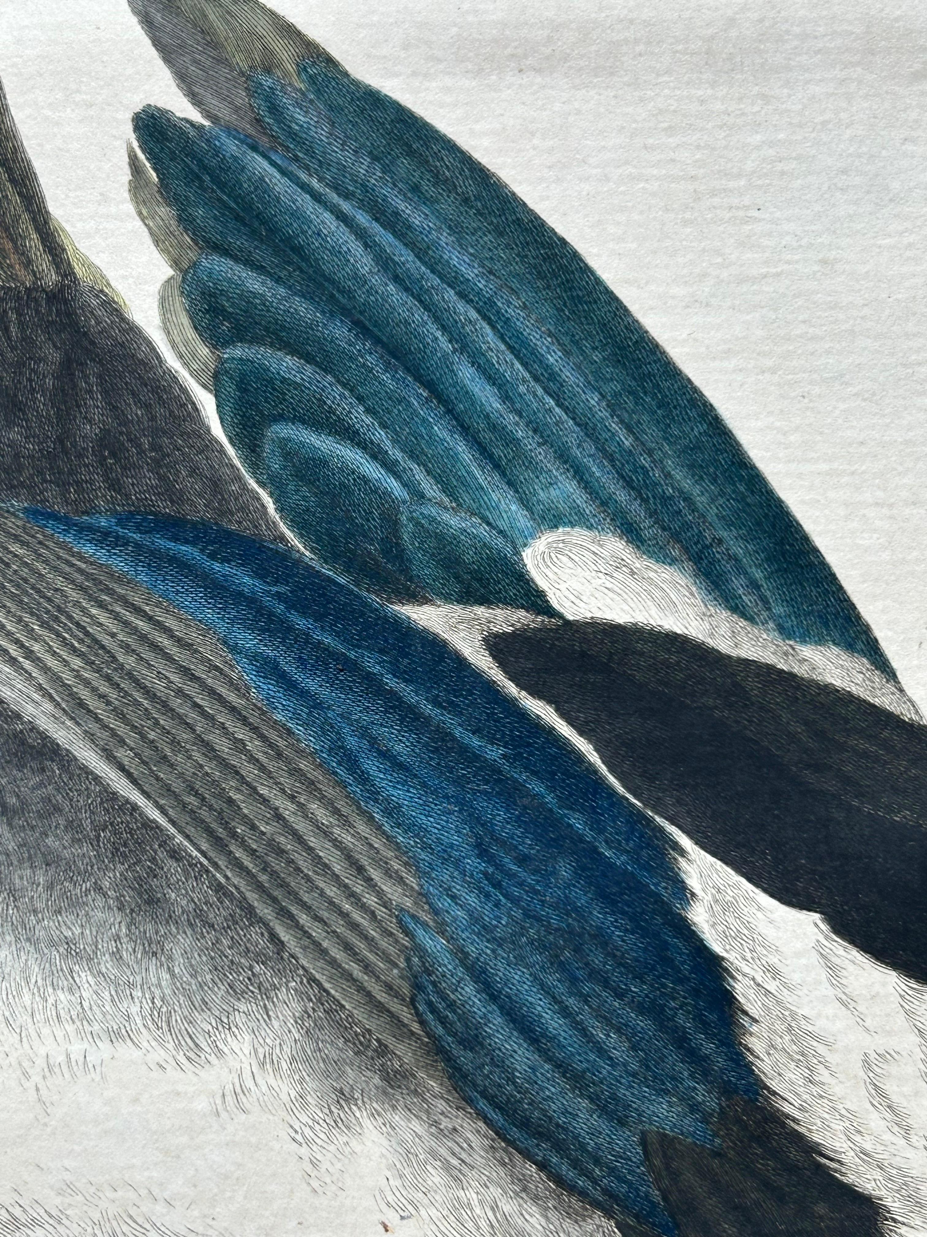 Magpie (Pica) – Antique Ornithological Print with Dutch Text, Nozeman, 1770–1829 For Sale 2