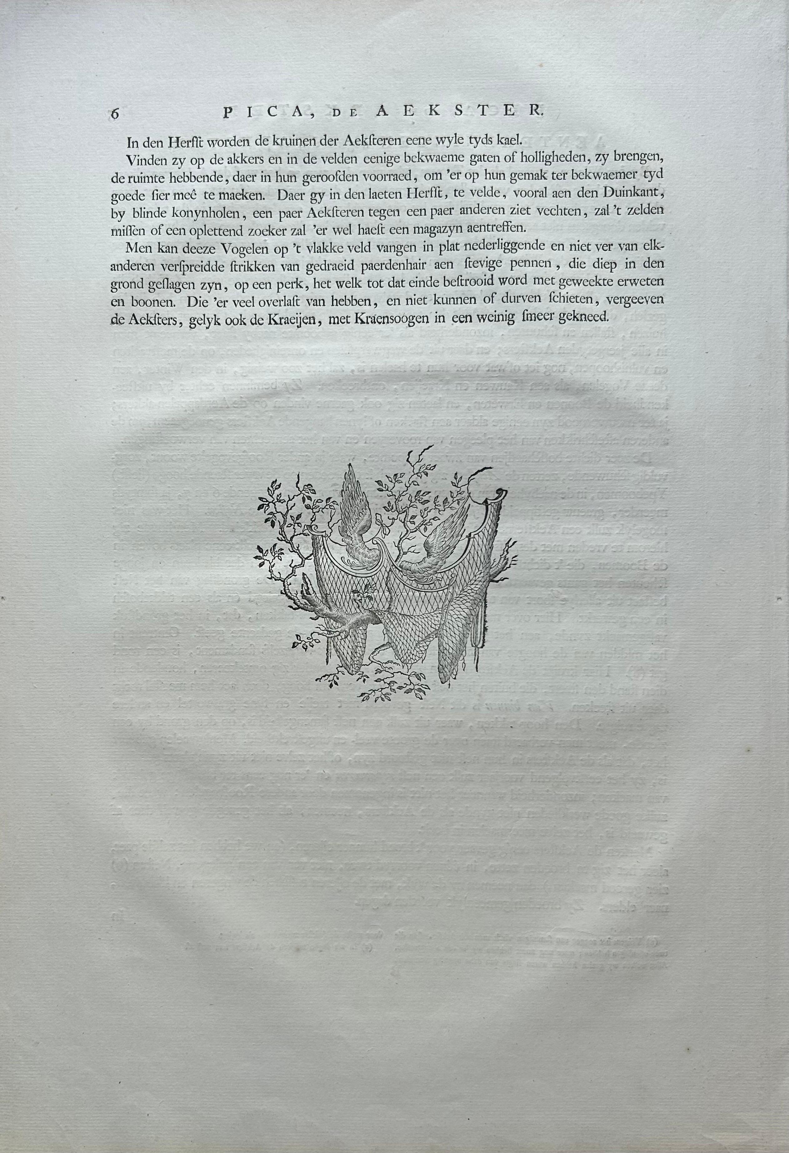 Magpie (Pica) – Antique Ornithological Print with Dutch Text, Nozeman, 1770–1829 For Sale 5