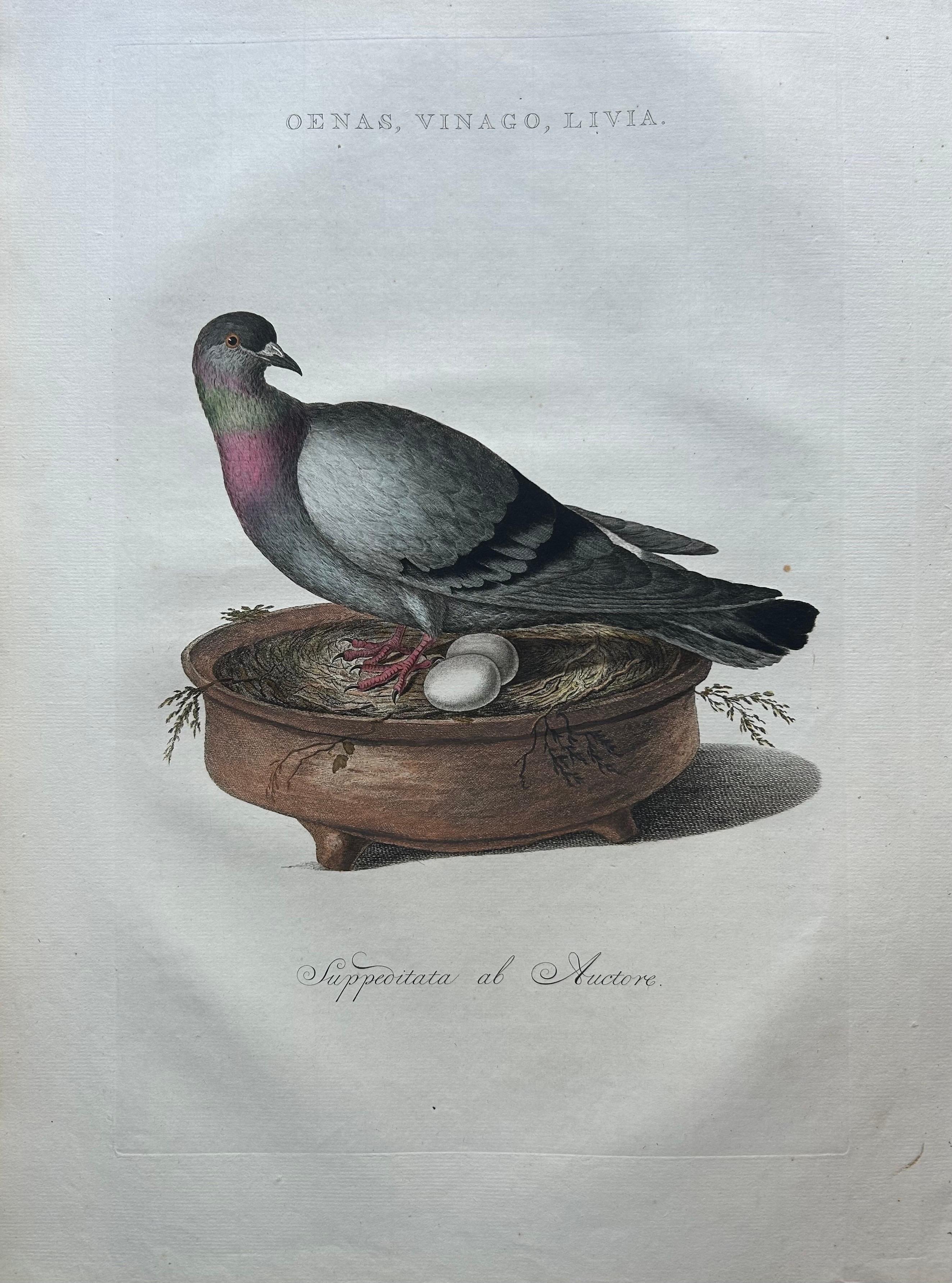 Engraved Rock Dove or Common Pigeon – Hand-Coloured Engraving with Dutch Text, 1770–1829 For Sale