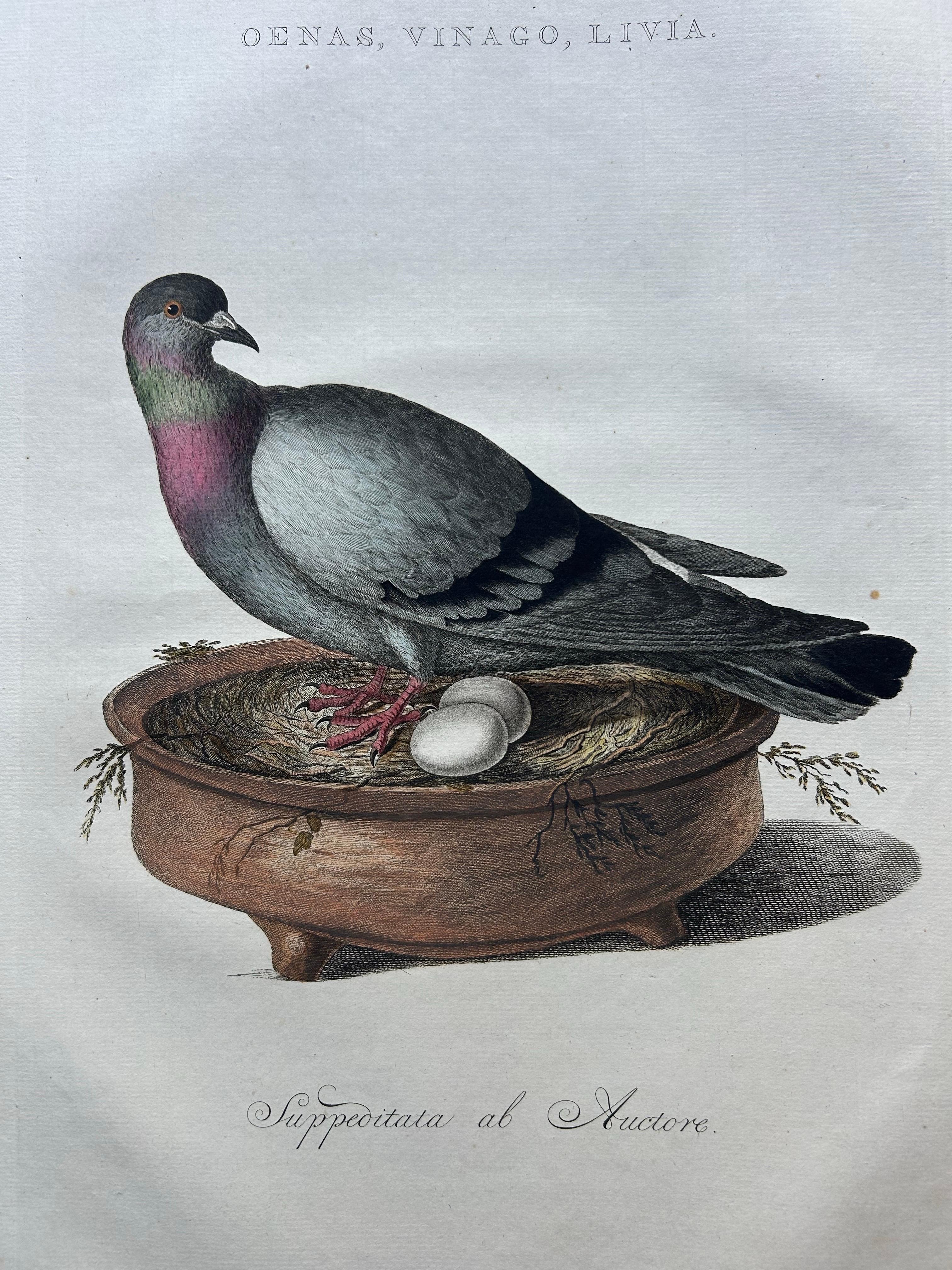 Rock Dove or Common Pigeon – Hand-Coloured Engraving with Dutch Text, 1770–1829 In Good Condition For Sale In Langweer, NL