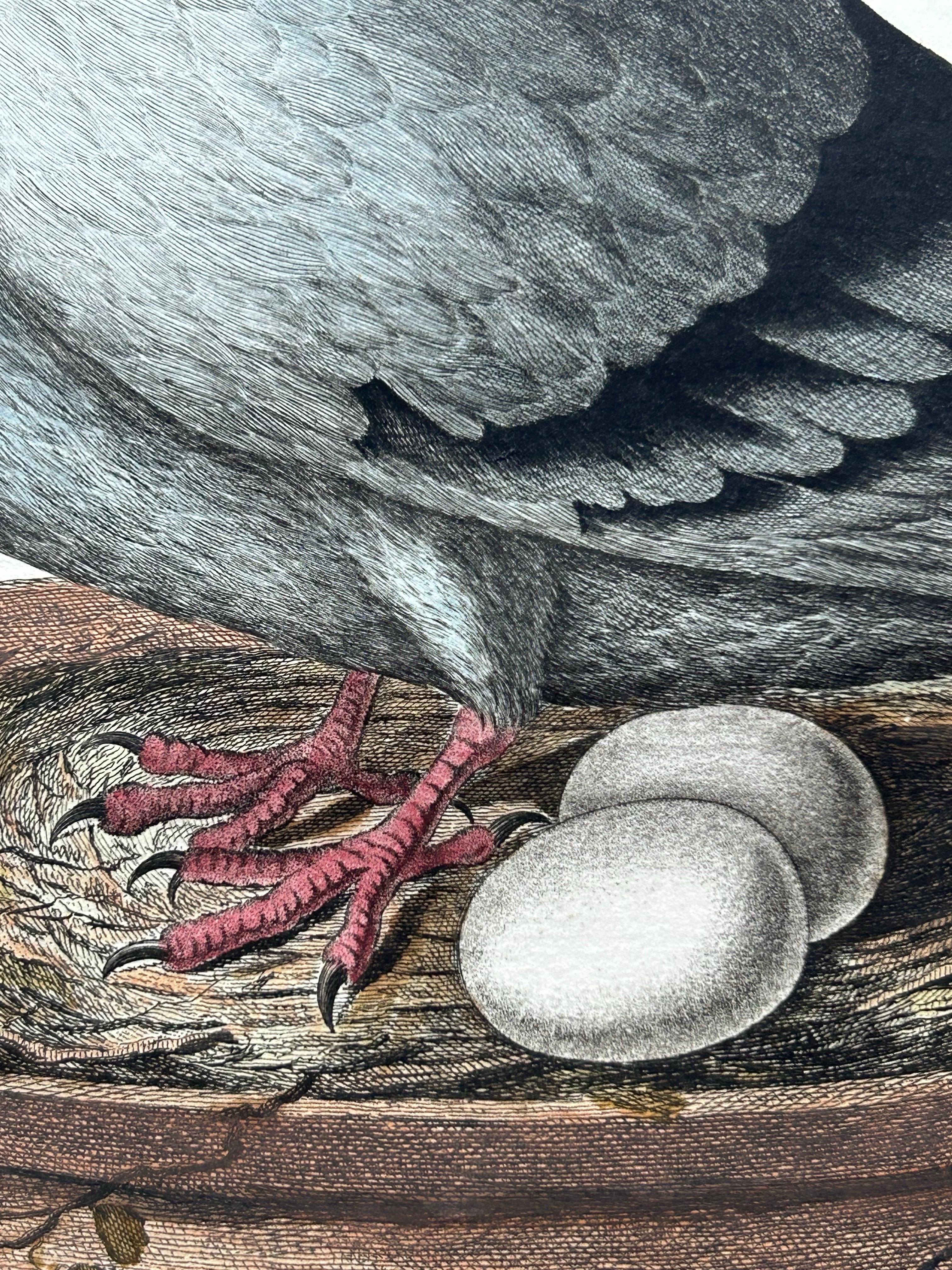 18th Century Rock Dove or Common Pigeon – Hand-Coloured Engraving with Dutch Text, 1770–1829 For Sale