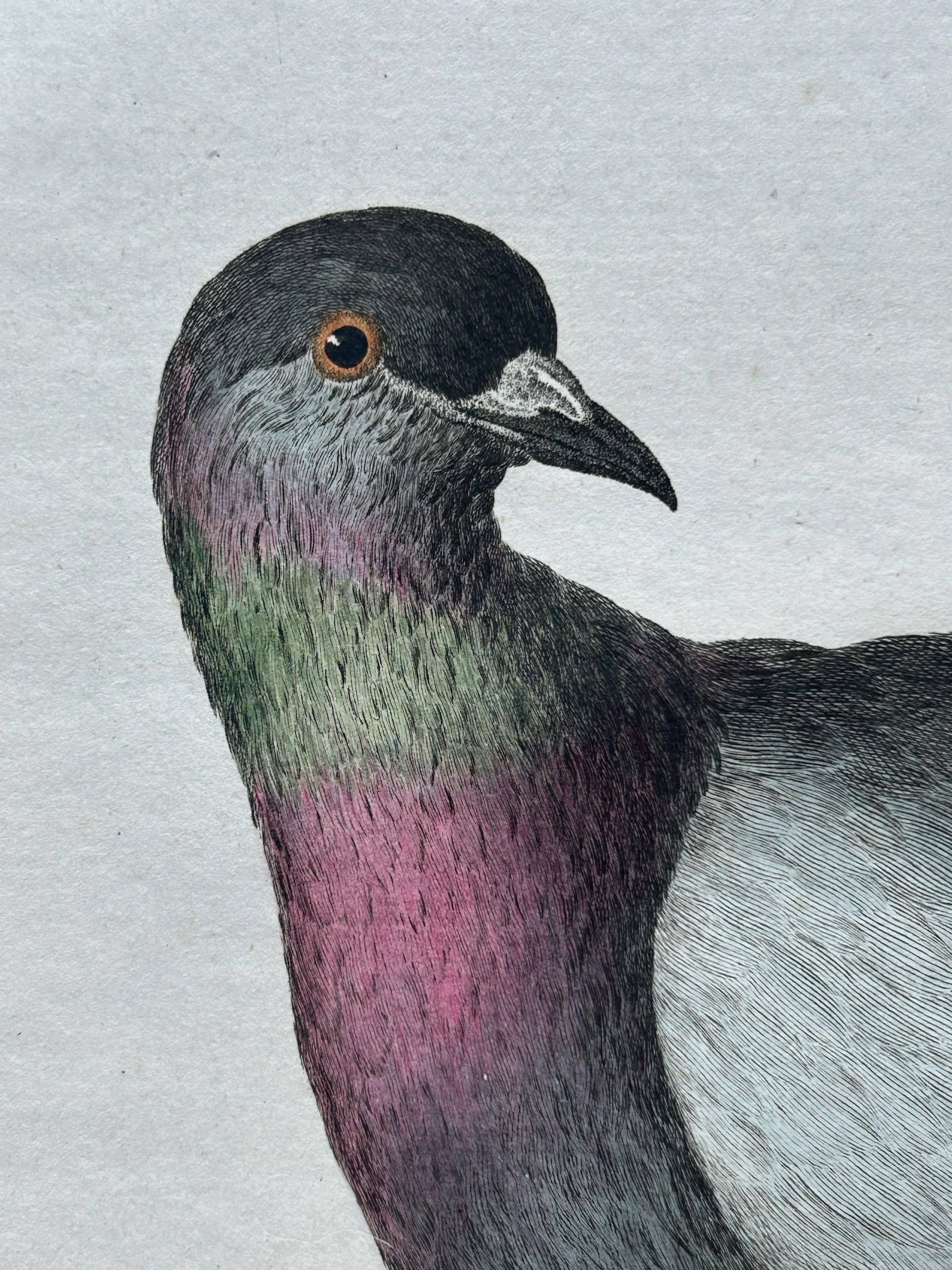 Paper Rock Dove or Common Pigeon – Hand-Coloured Engraving with Dutch Text, 1770–1829 For Sale
