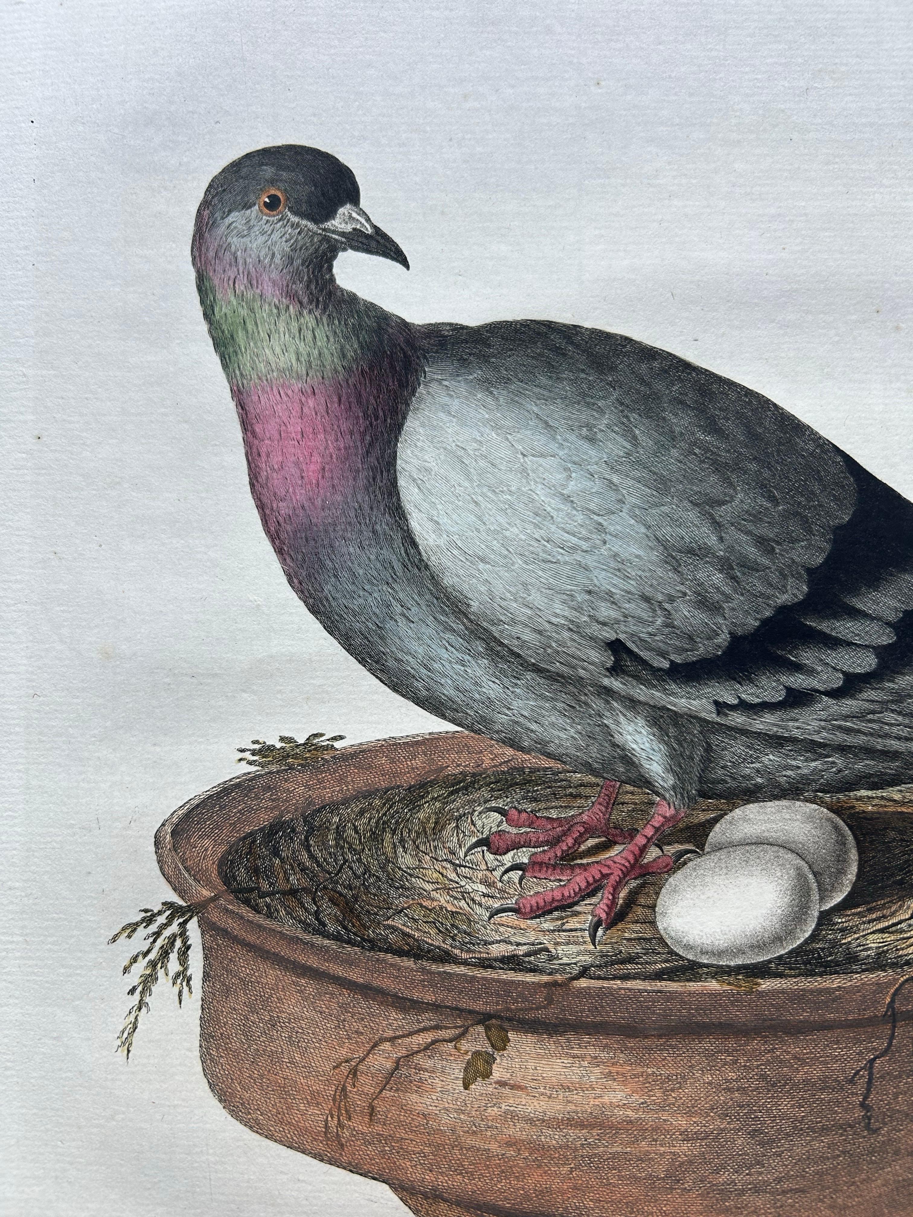 Rock Dove or Common Pigeon – Hand-Coloured Engraving with Dutch Text, 1770–1829 For Sale 1