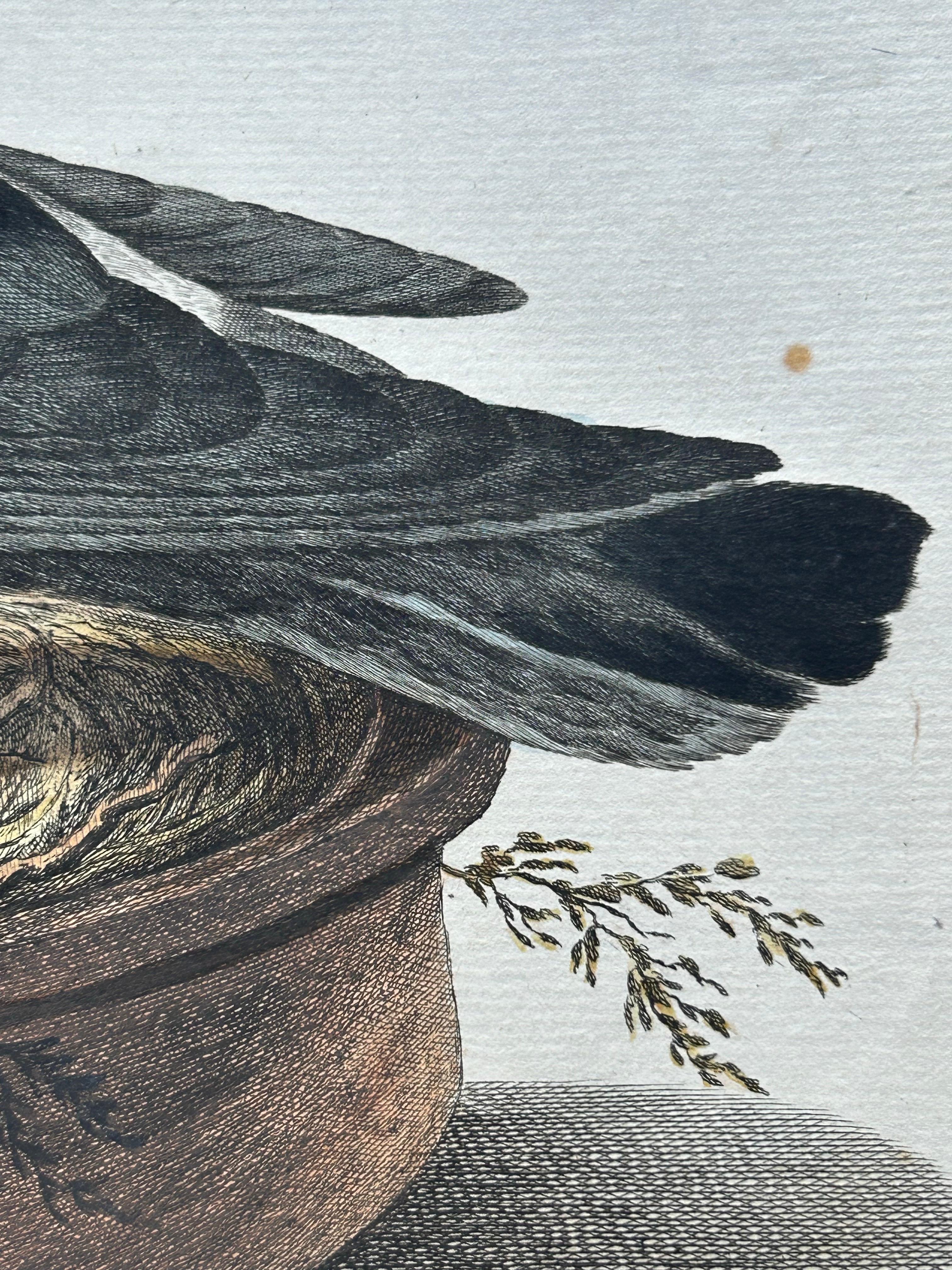 Rock Dove or Common Pigeon – Hand-Coloured Engraving with Dutch Text, 1770–1829 For Sale 2