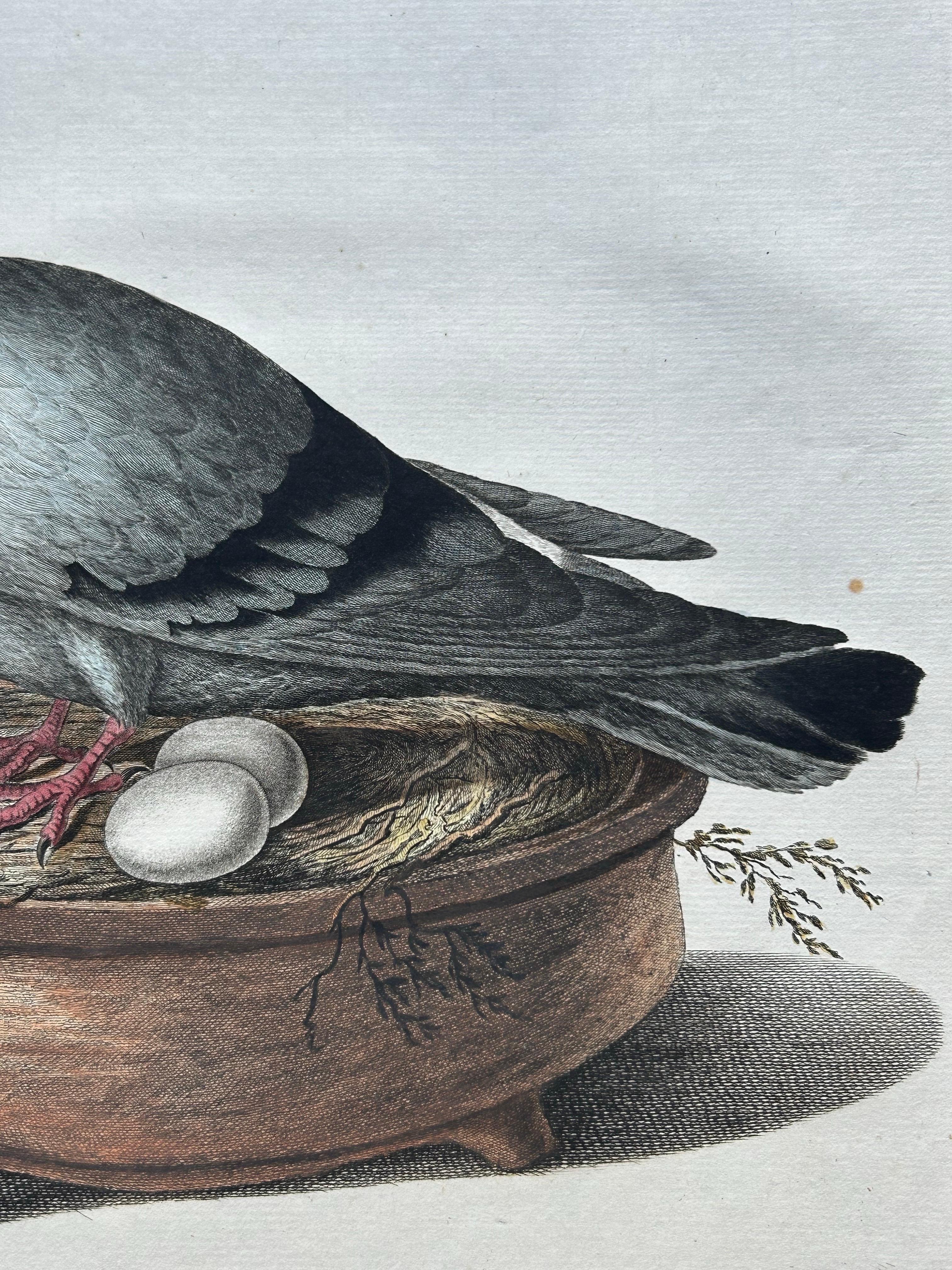Rock Dove or Common Pigeon – Hand-Coloured Engraving with Dutch Text, 1770–1829 For Sale 3