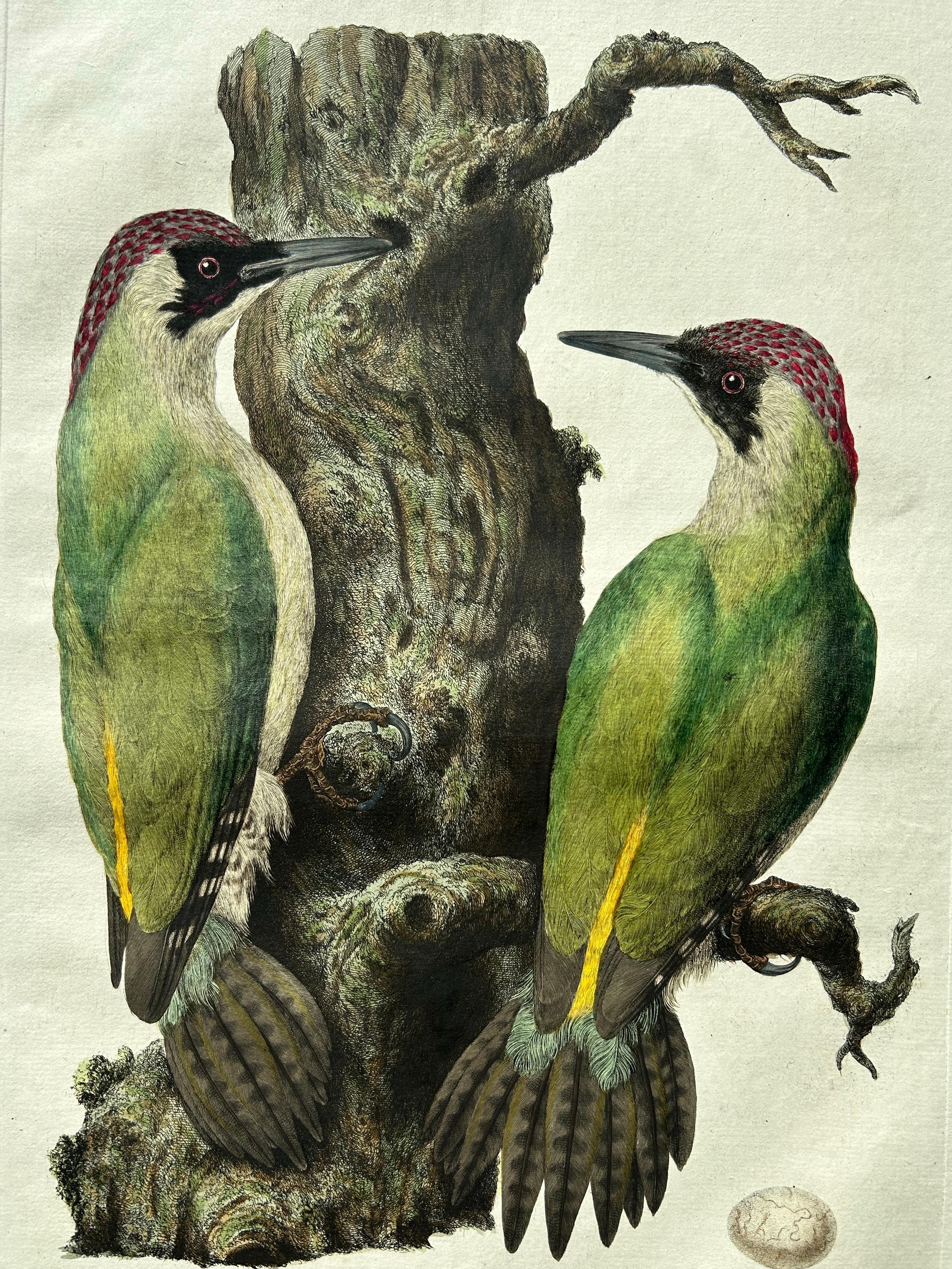 European Green Woodpecker (Picus viridis) – Hand-Coloured Engraving, 1770–1829 In Good Condition For Sale In Langweer, NL