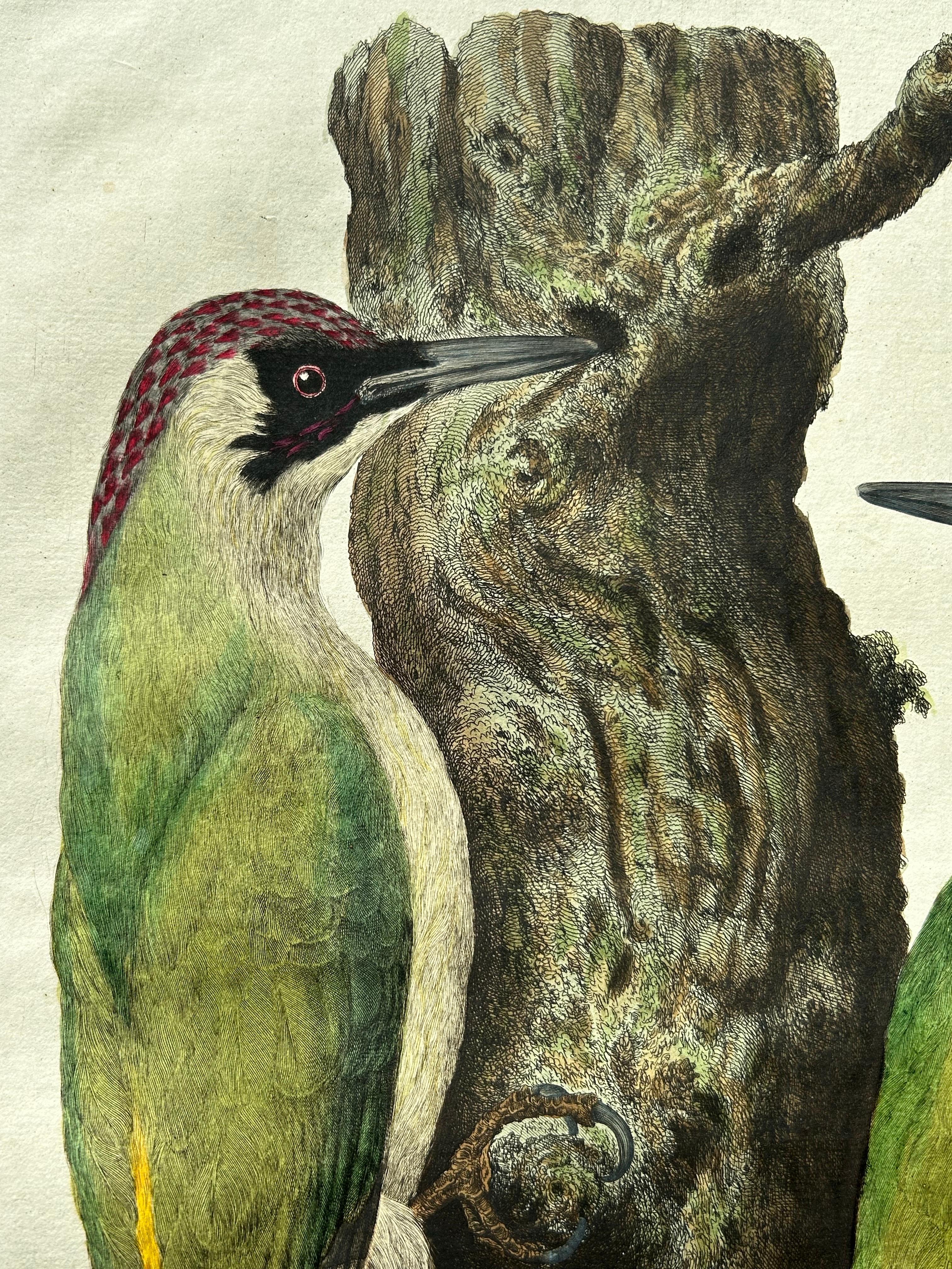 18th Century European Green Woodpecker (Picus viridis) – Hand-Coloured Engraving, 1770–1829 For Sale