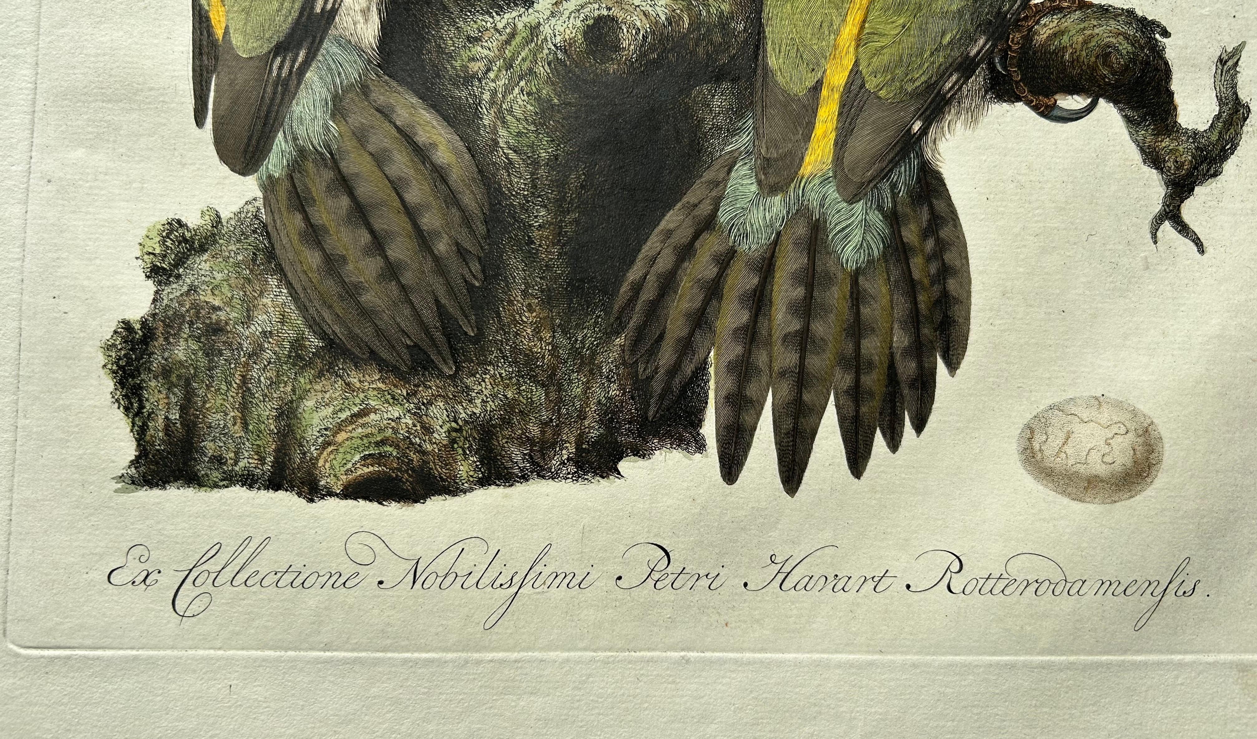 Paper European Green Woodpecker (Picus viridis) – Hand-Coloured Engraving, 1770–1829 For Sale