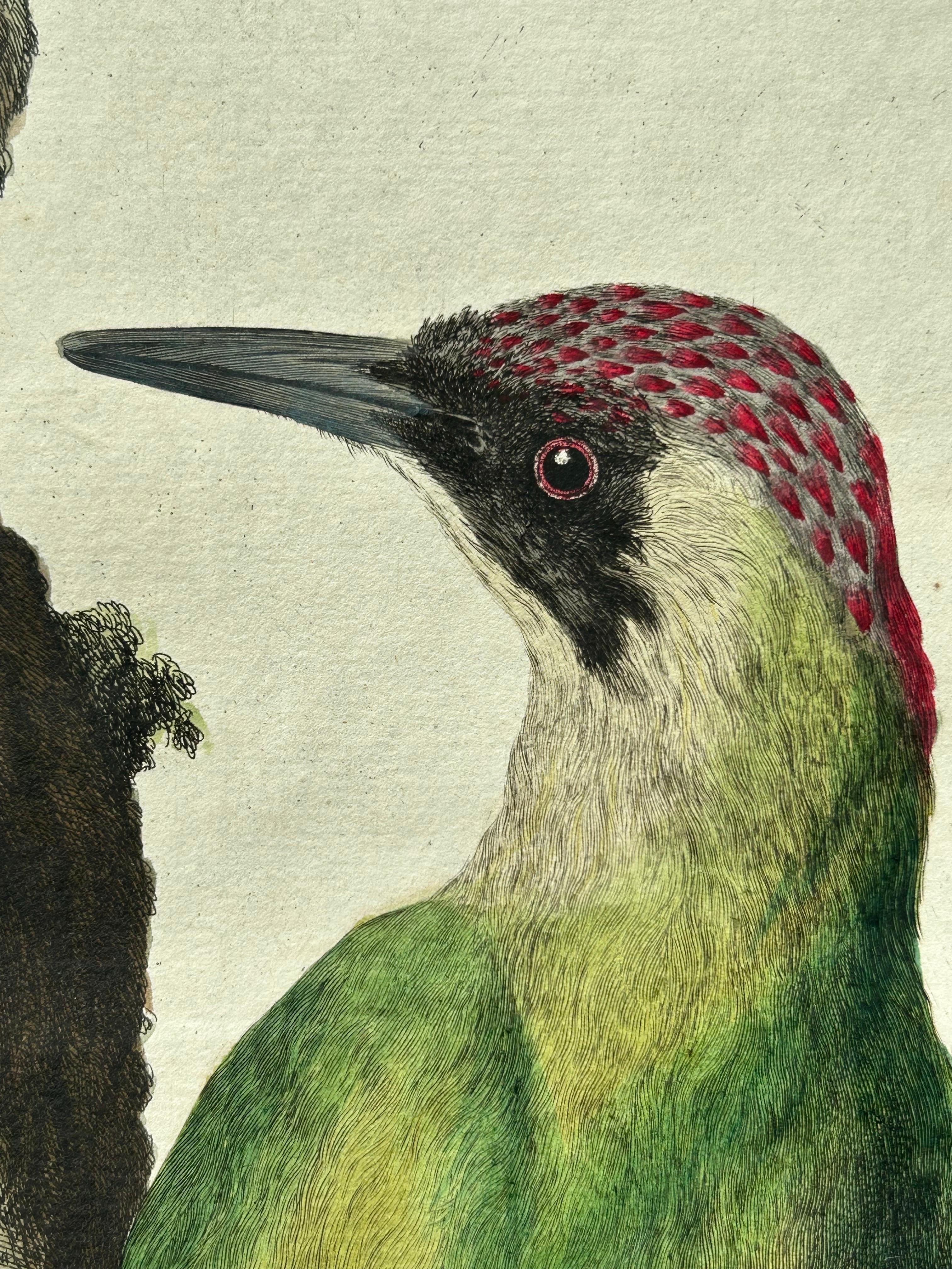 European Green Woodpecker (Picus viridis) – Hand-Coloured Engraving, 1770–1829 For Sale 2