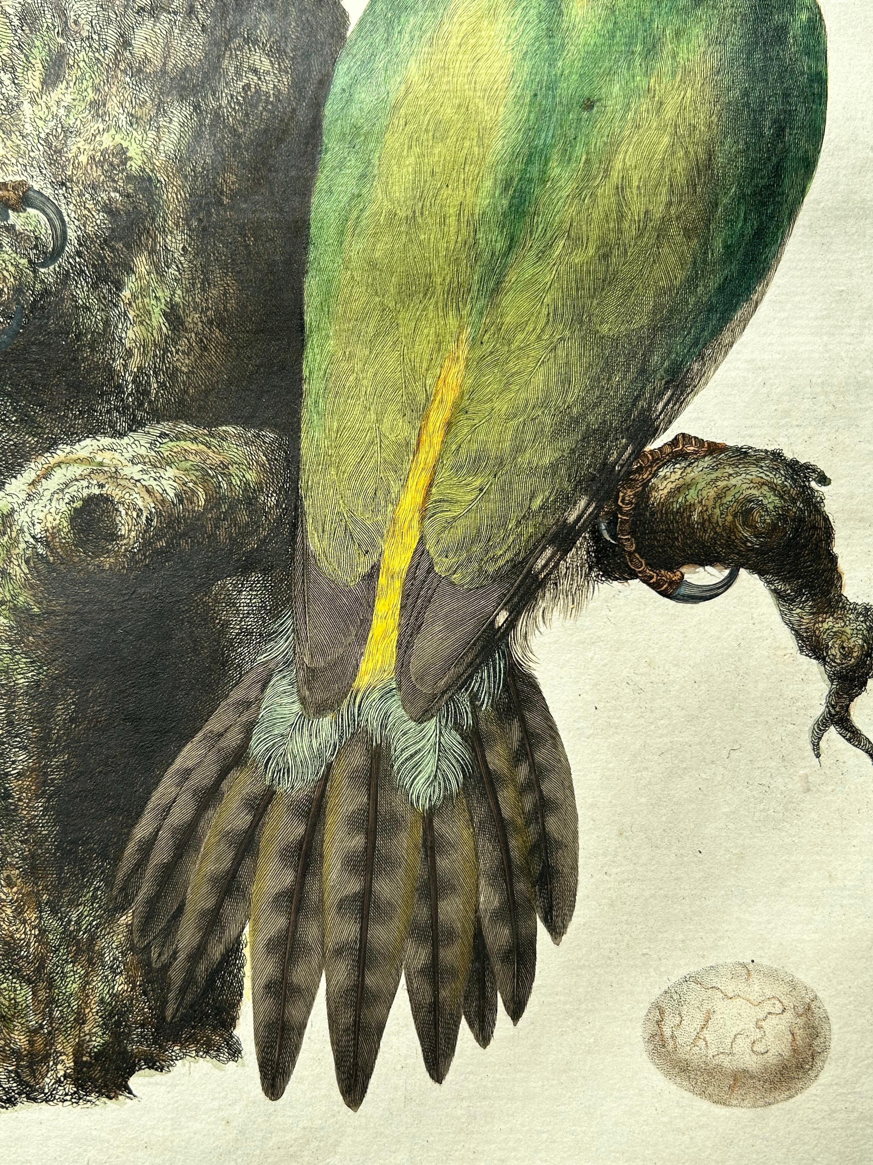 European Green Woodpecker (Picus viridis) – Hand-Coloured Engraving, 1770–1829 For Sale 3