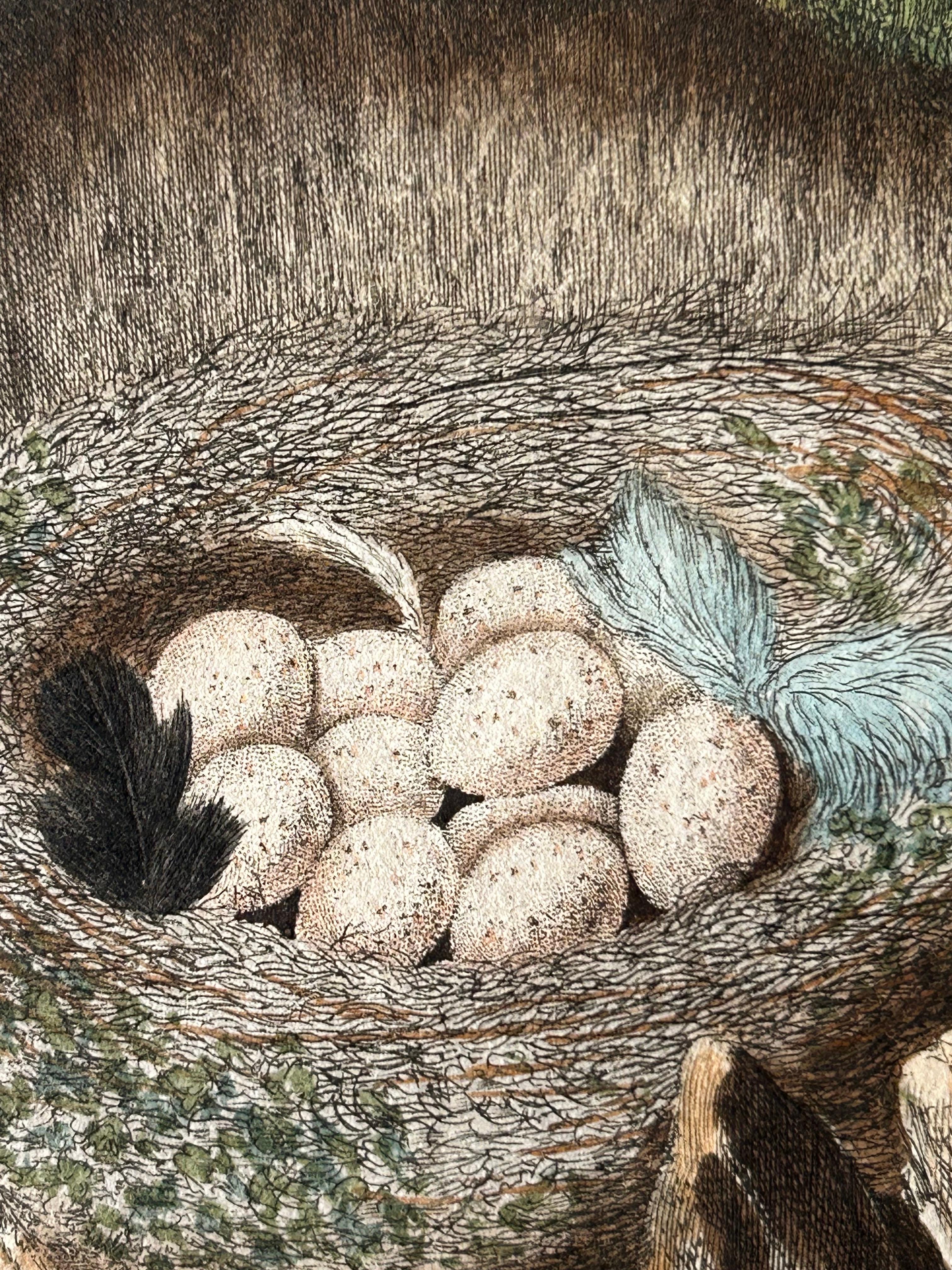Blaeuwe Mees (Parus caeruleus) – Hand-Coloured Engraving with Text, 1770–1829 In Good Condition For Sale In Langweer, NL
