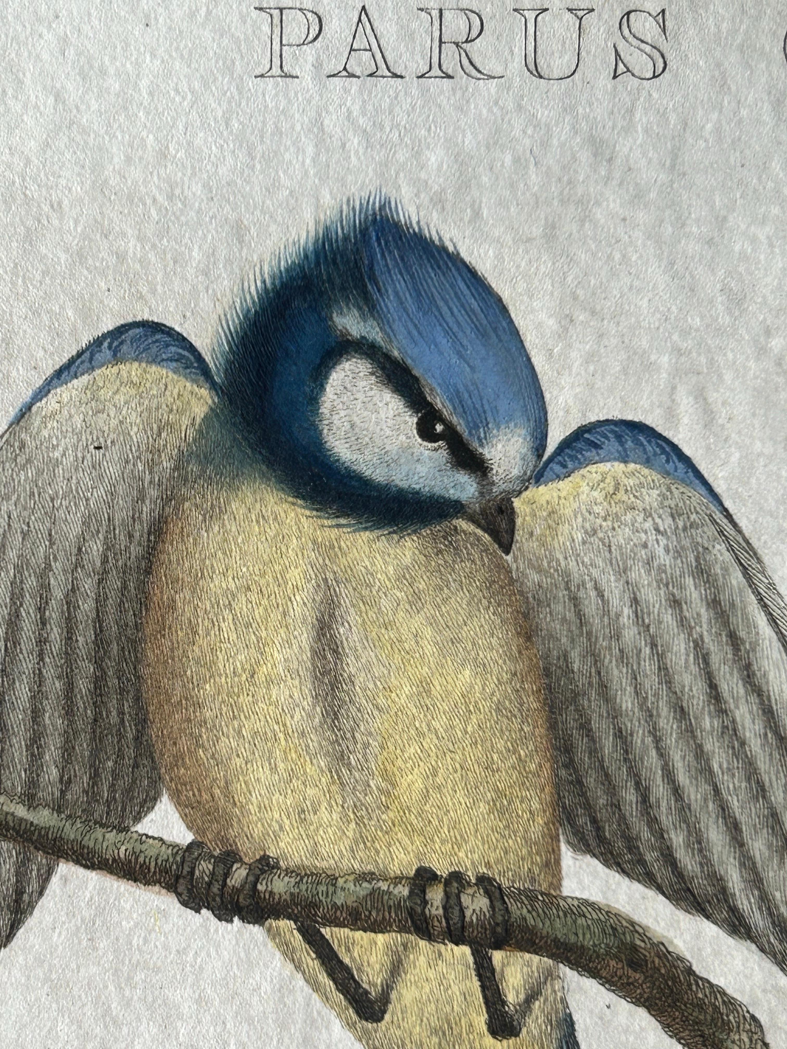 Blaeuwe Mees (Parus caeruleus) – Hand-Coloured Engraving with Text, 1770–1829 For Sale 1