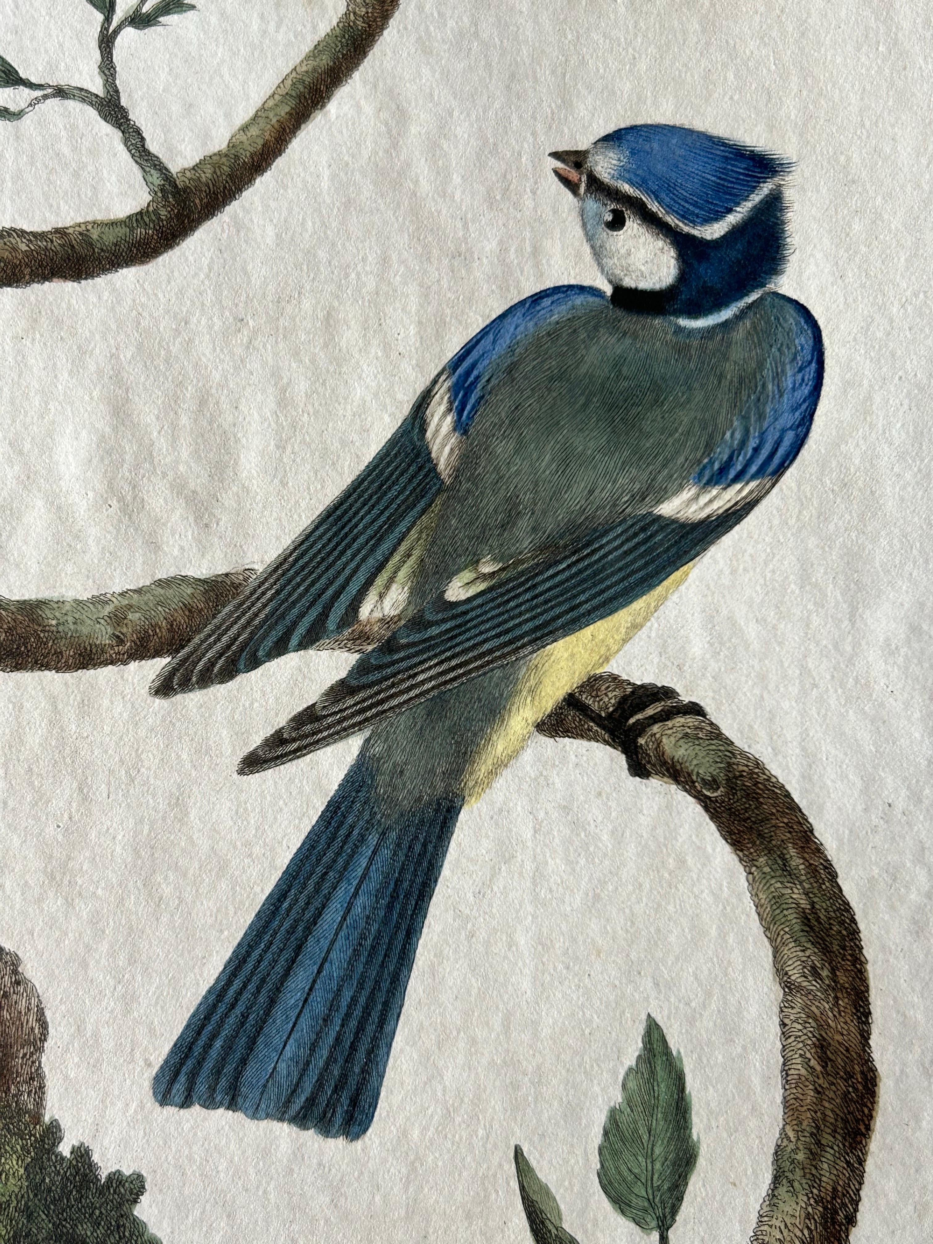 Blaeuwe Mees (Parus caeruleus) – Hand-Coloured Engraving with Text, 1770–1829 For Sale 2