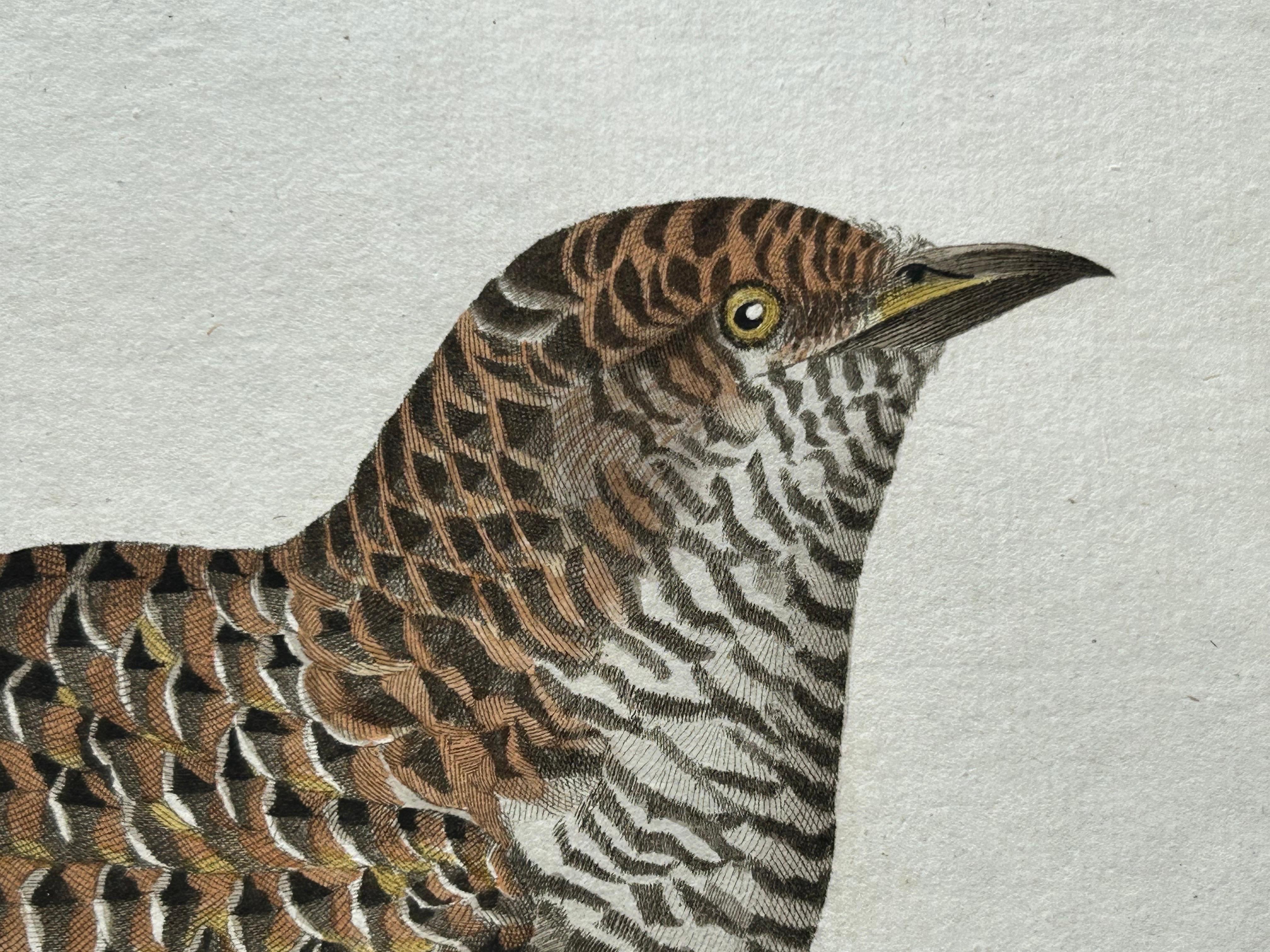 XIXe siècle Impression oiseau ancienne du Cuckoo commun par Sepp & Nozeman, 1809 en vente