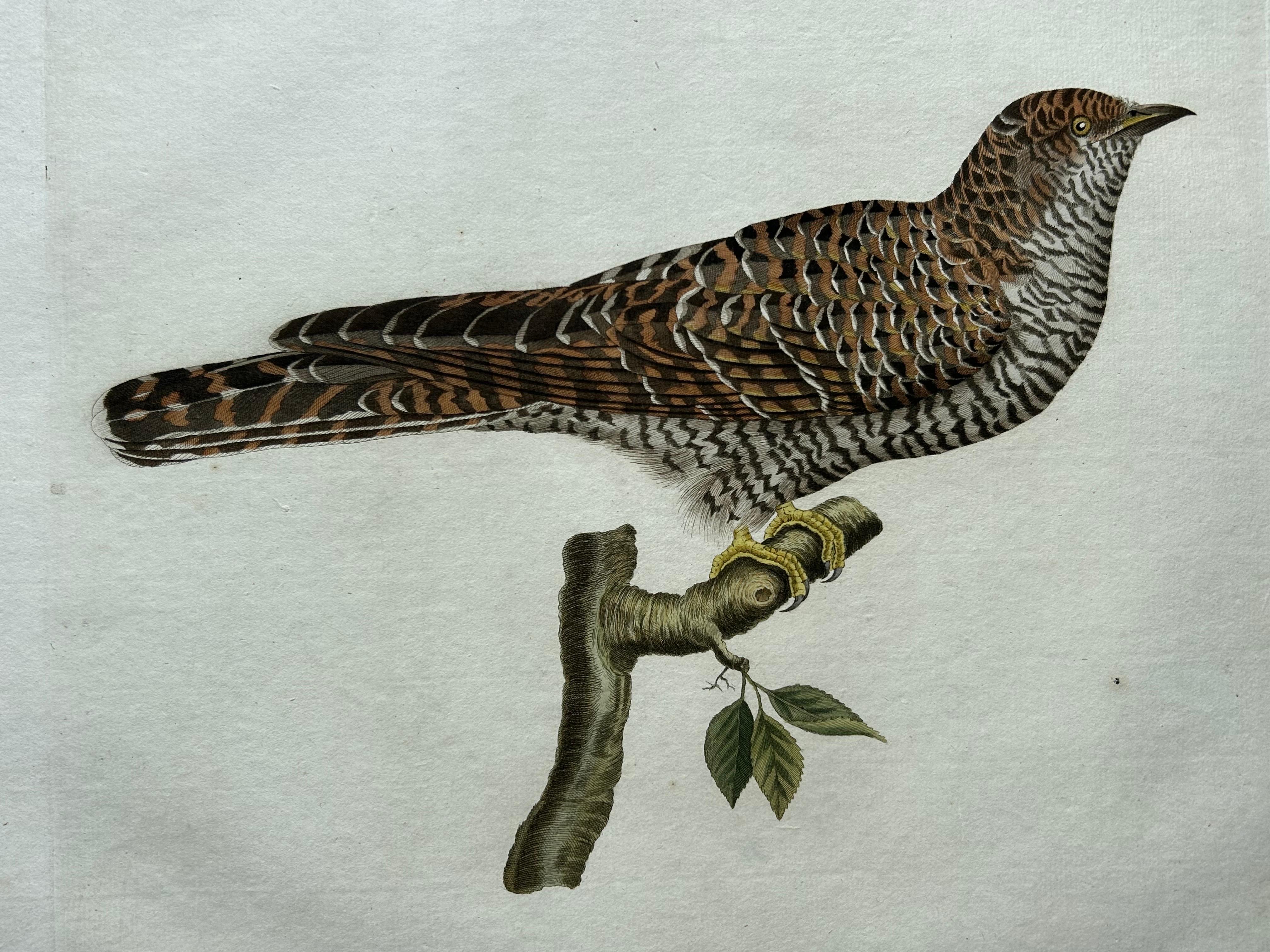 Impression oiseau ancienne du Cuckoo commun par Sepp & Nozeman, 1809 Bon état - En vente à Langweer, NL