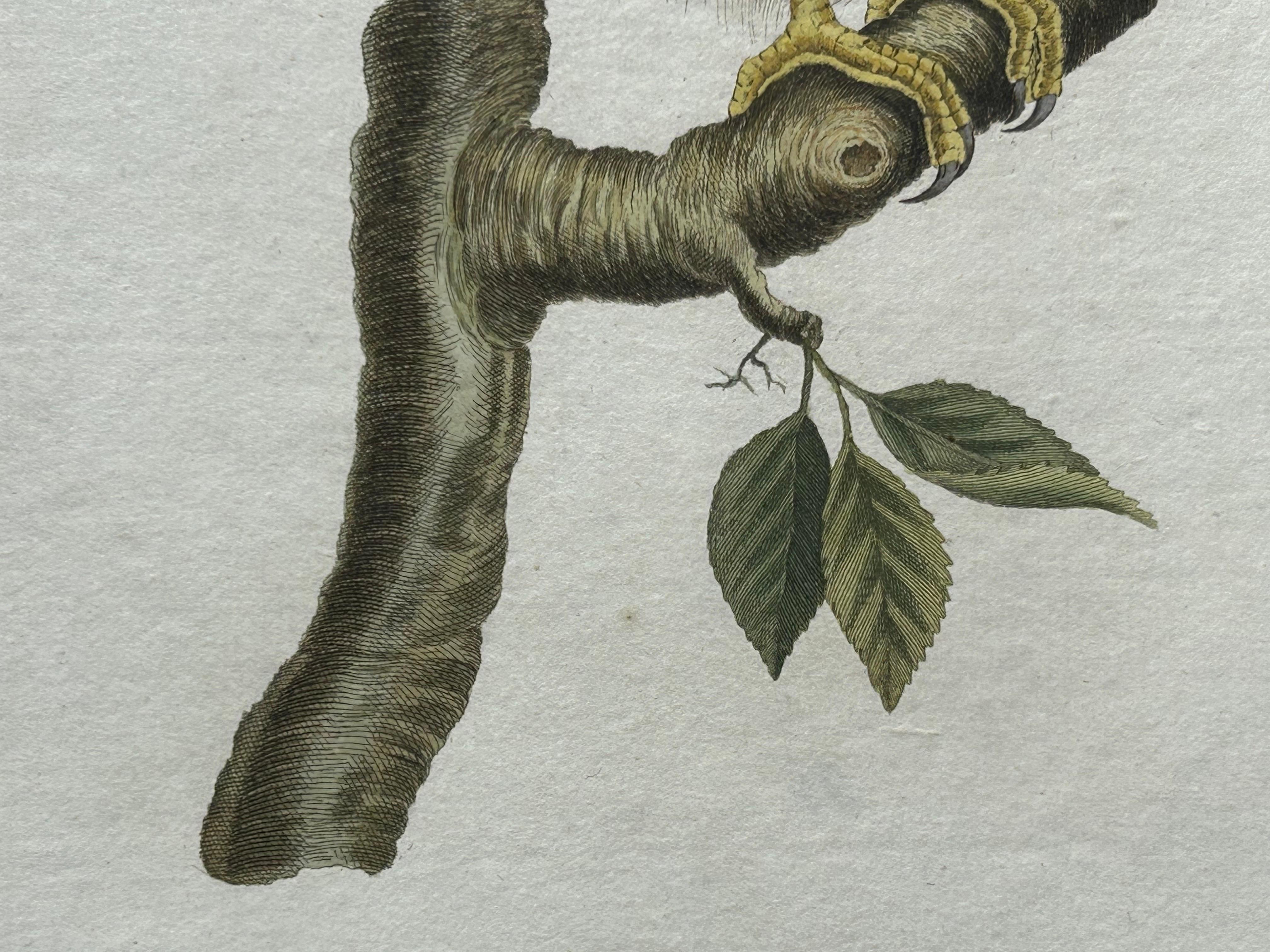 Papier Impression oiseau ancienne du Cuckoo commun par Sepp & Nozeman, 1809 en vente