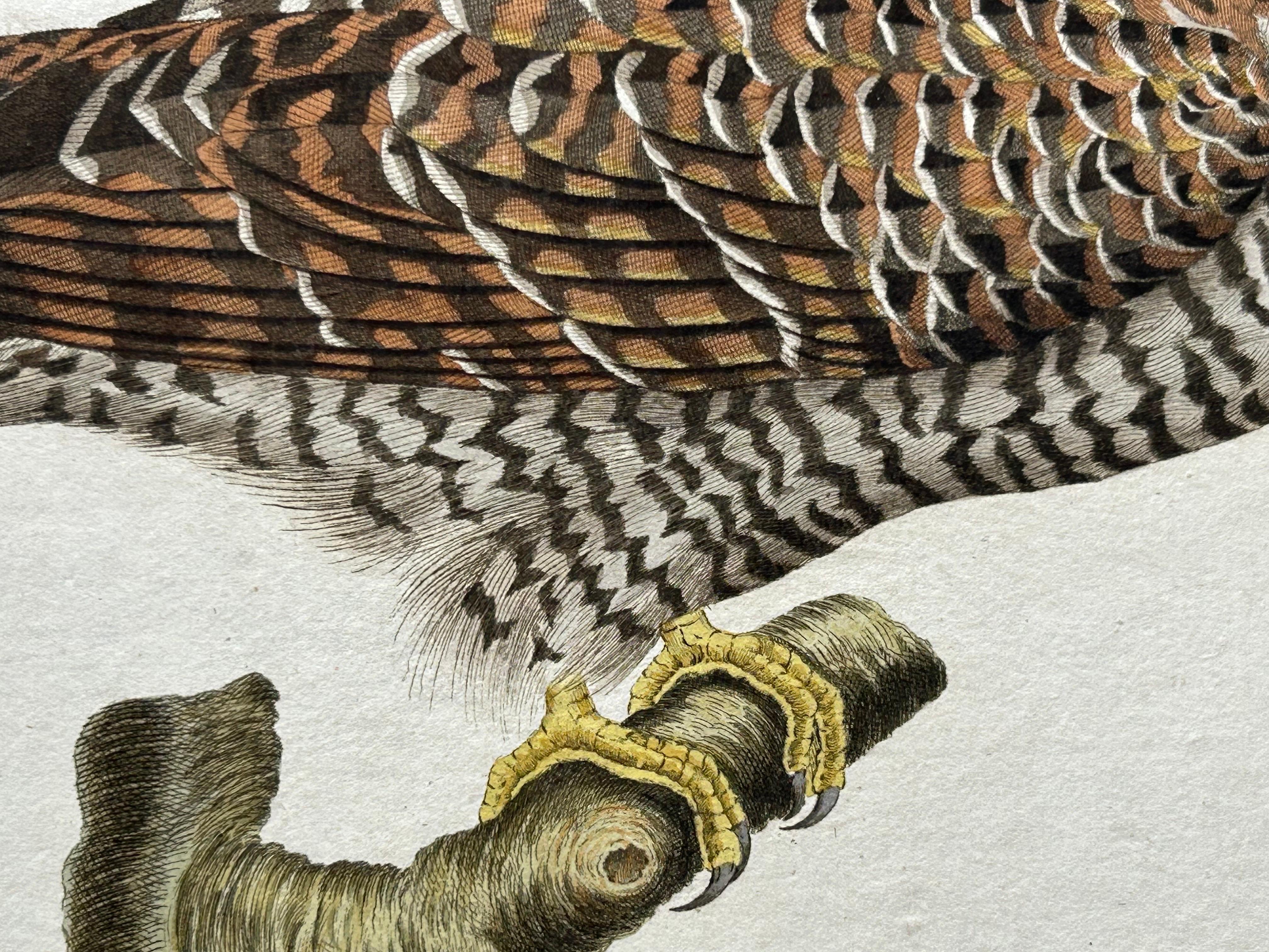 Impression oiseau ancienne du Cuckoo commun par Sepp & Nozeman, 1809 en vente 1