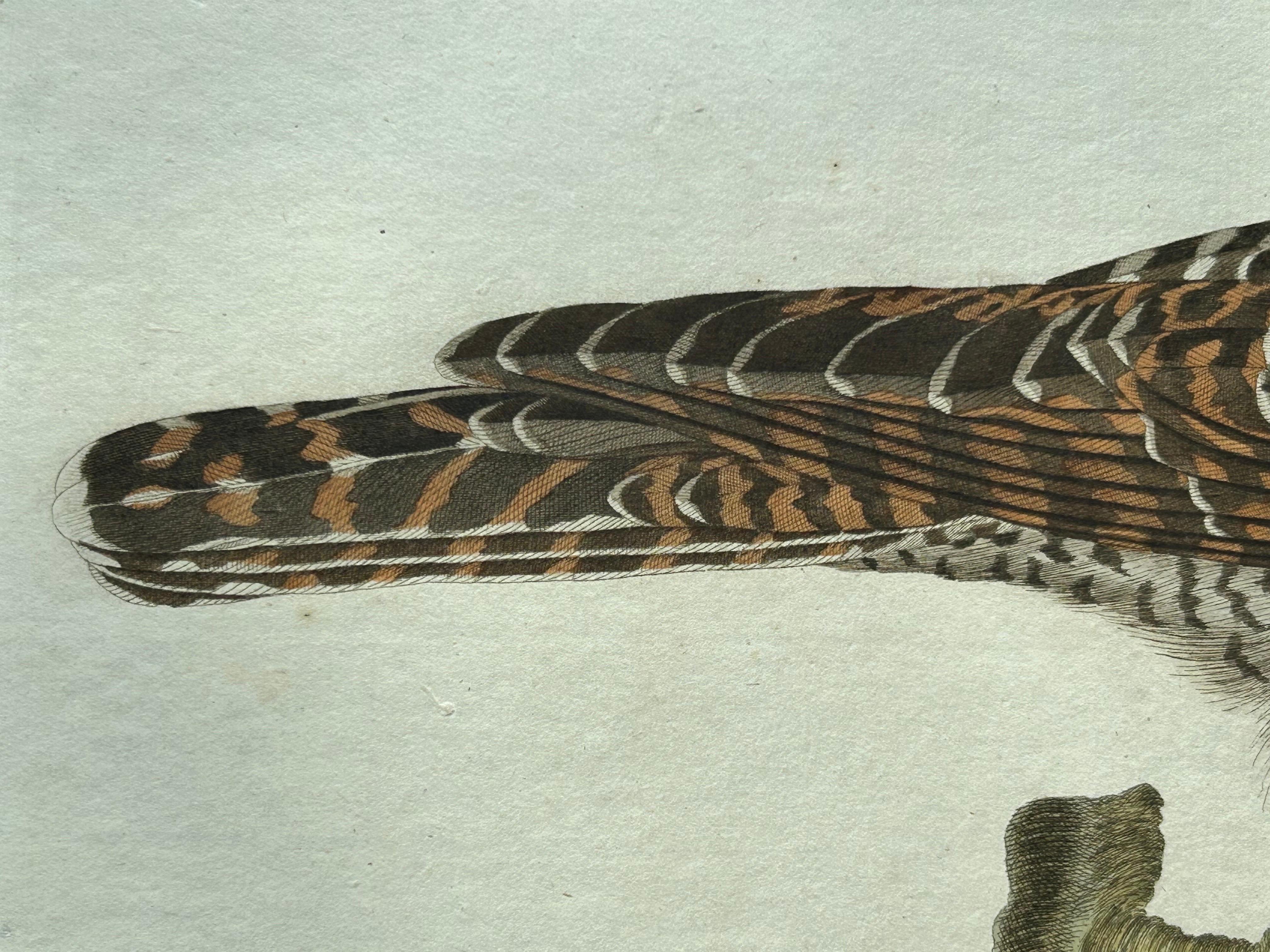 Impression oiseau ancienne du Cuckoo commun par Sepp & Nozeman, 1809 en vente 2
