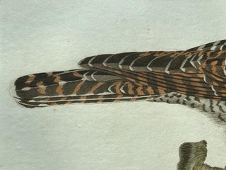 Rufous Cuckoo, Hand-Coloured Engraving with Dutch Text, 1770–1829, view 9