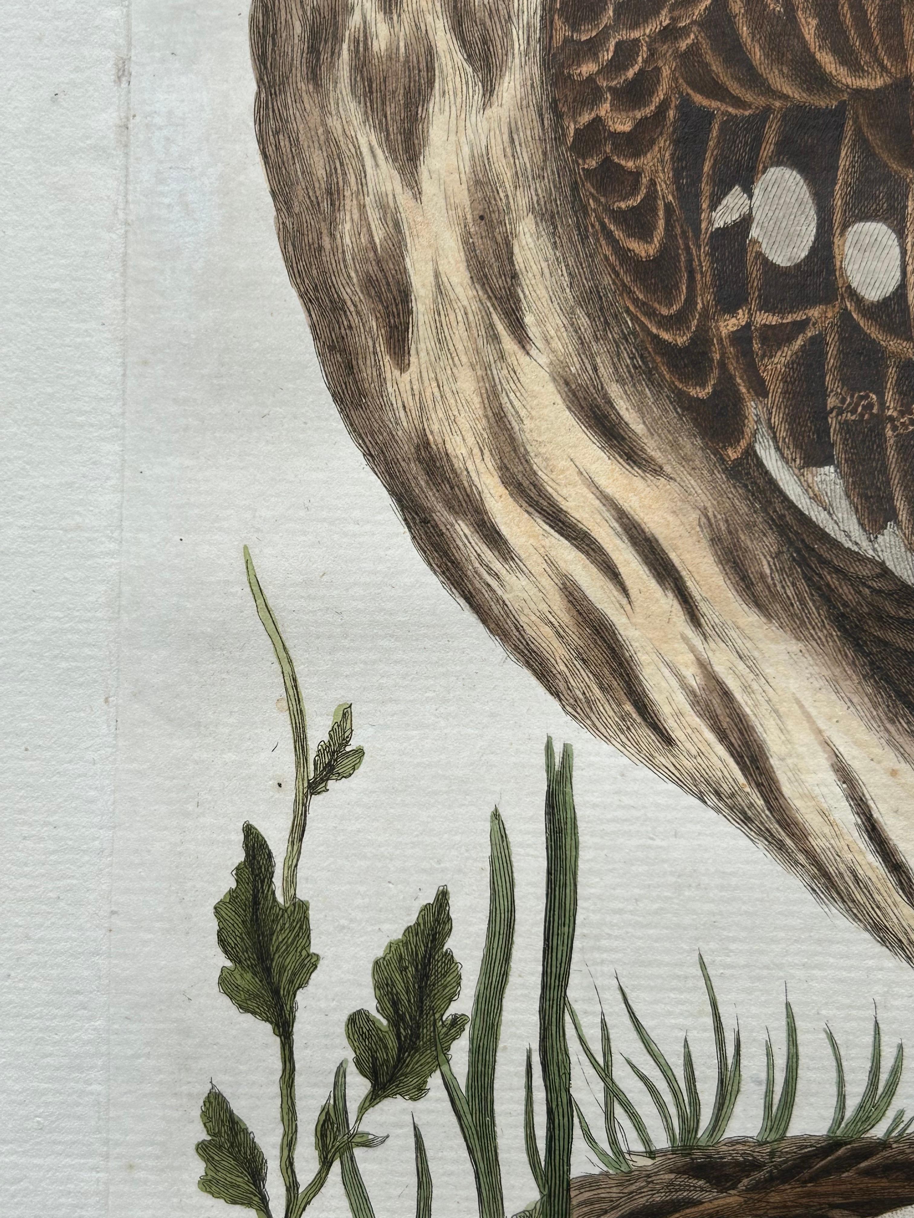 Dutch Strix Ulula – Hand-Coloured Engraving of Short-Eared Owl with Eggs, 1770–1829 For Sale