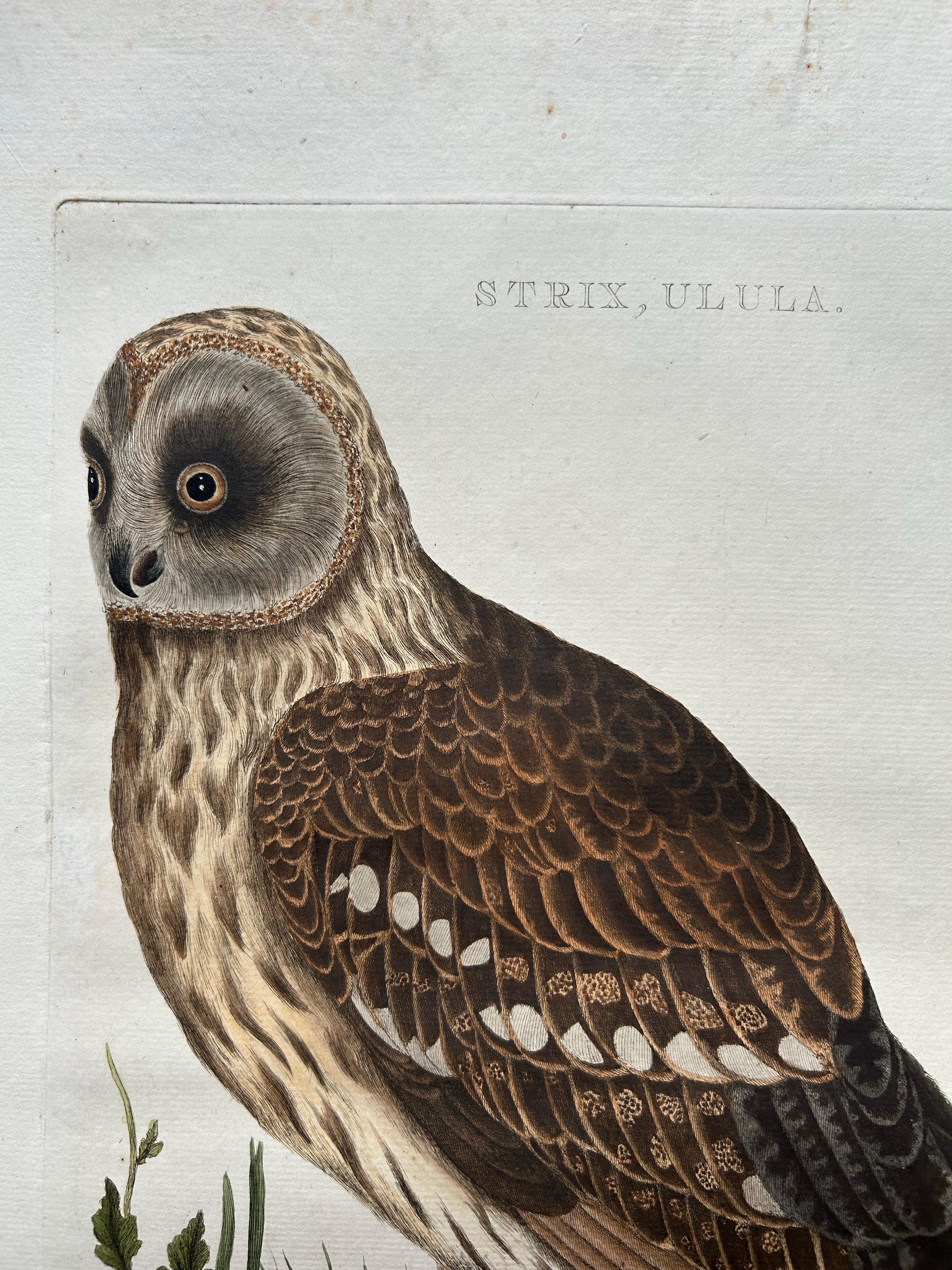 Engraved Strix Ulula – Hand-Coloured Engraving of Short-Eared Owl with Eggs, 1770–1829 For Sale