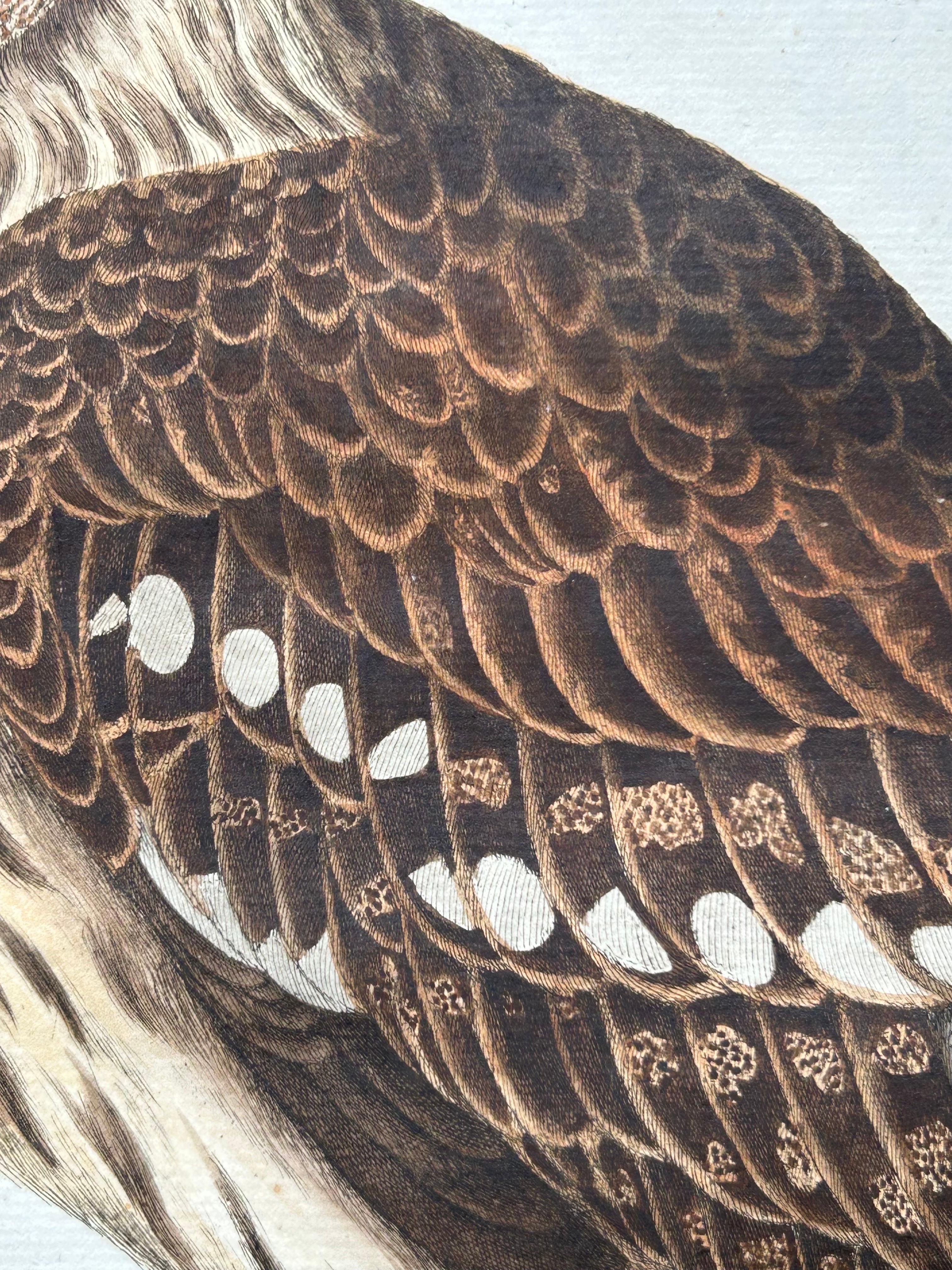 Strix Ulula – Hand-Coloured Engraving of Short-Eared Owl with Eggs, 1770–1829 In Good Condition For Sale In Langweer, NL