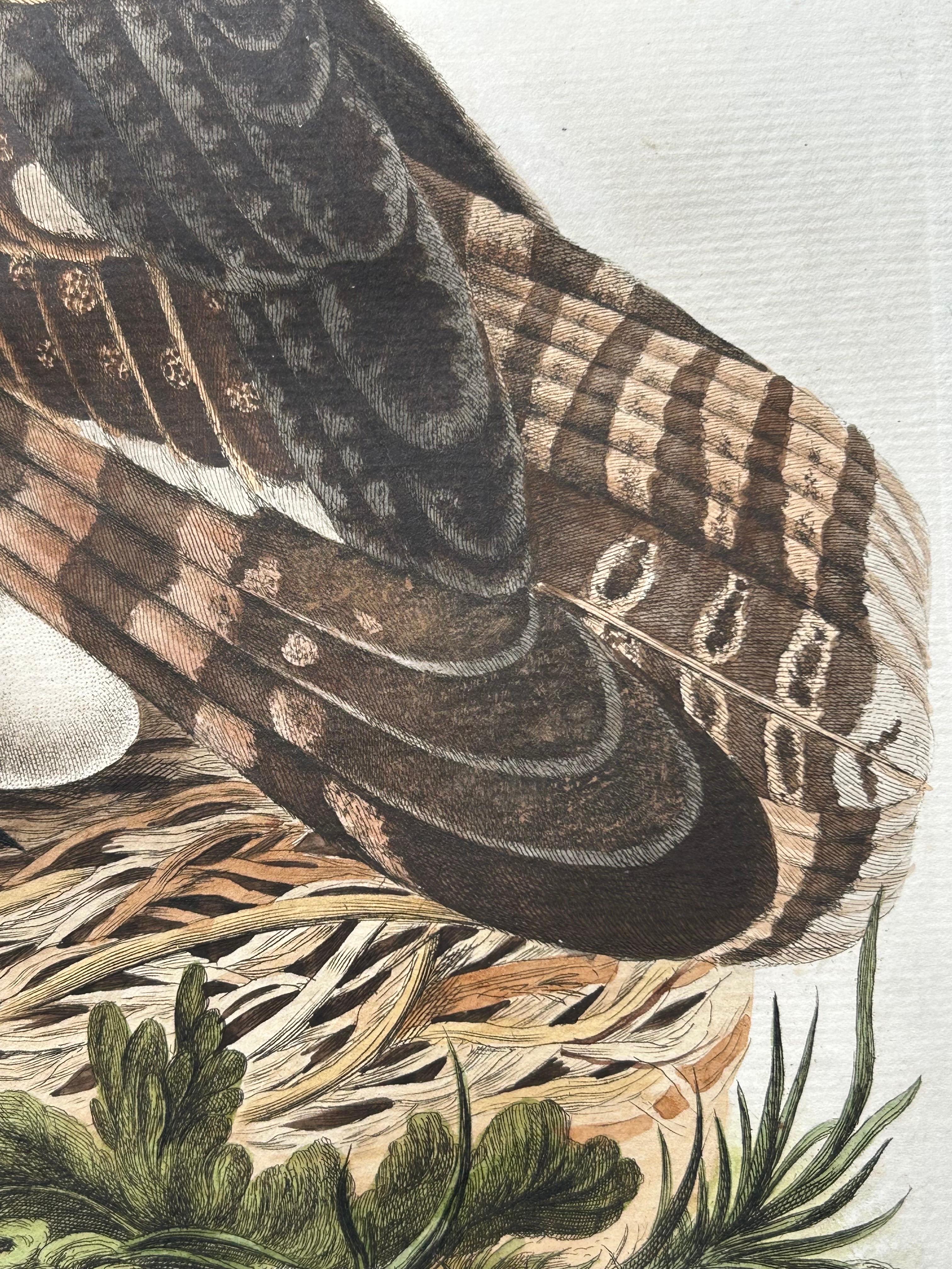 Strix Ulula – Hand-Coloured Engraving of Short-Eared Owl with Eggs, 1770–1829 For Sale 1